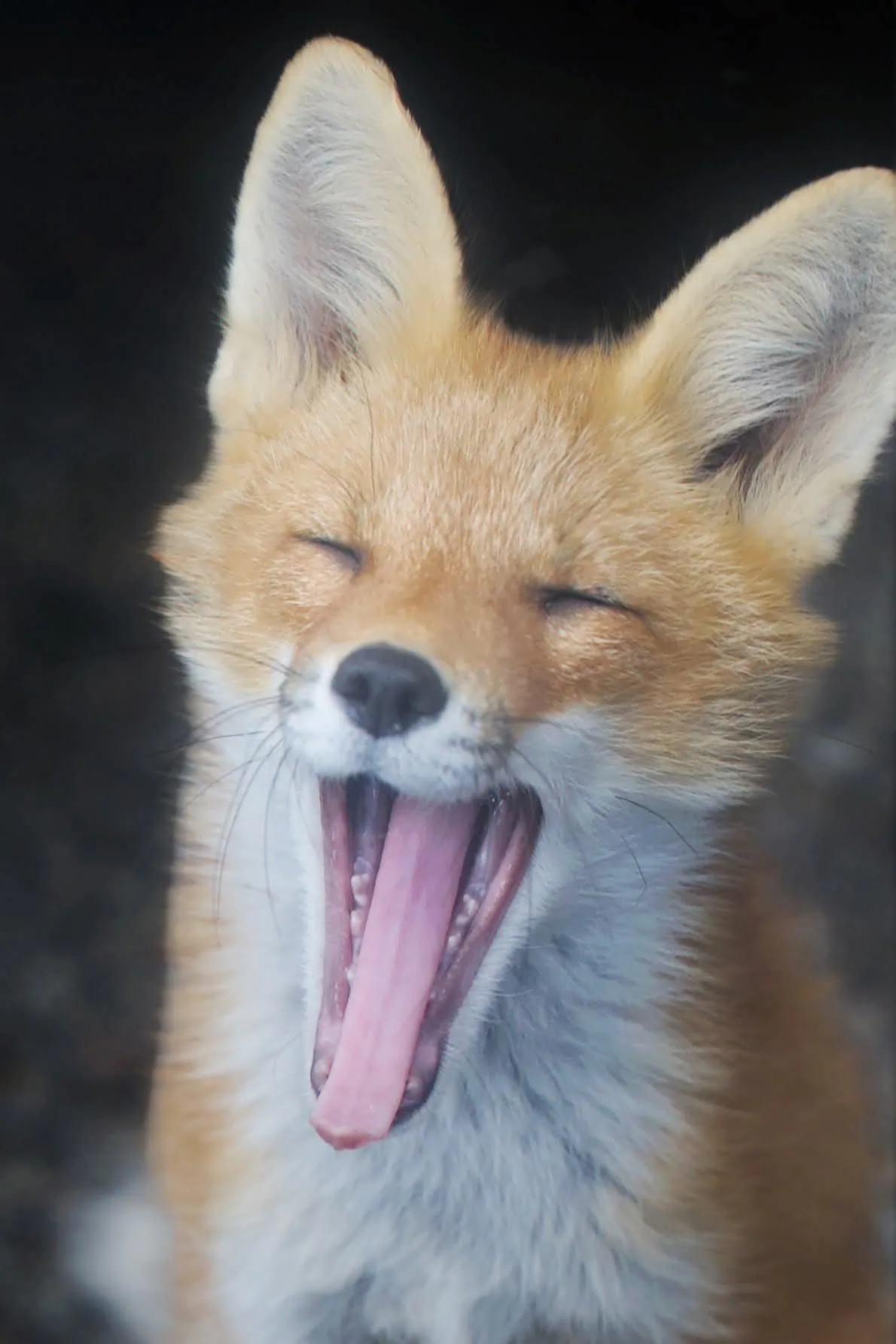 fox 111