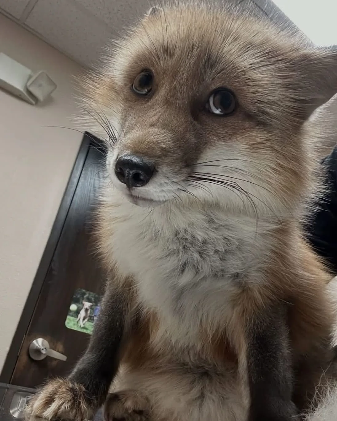 fox 114