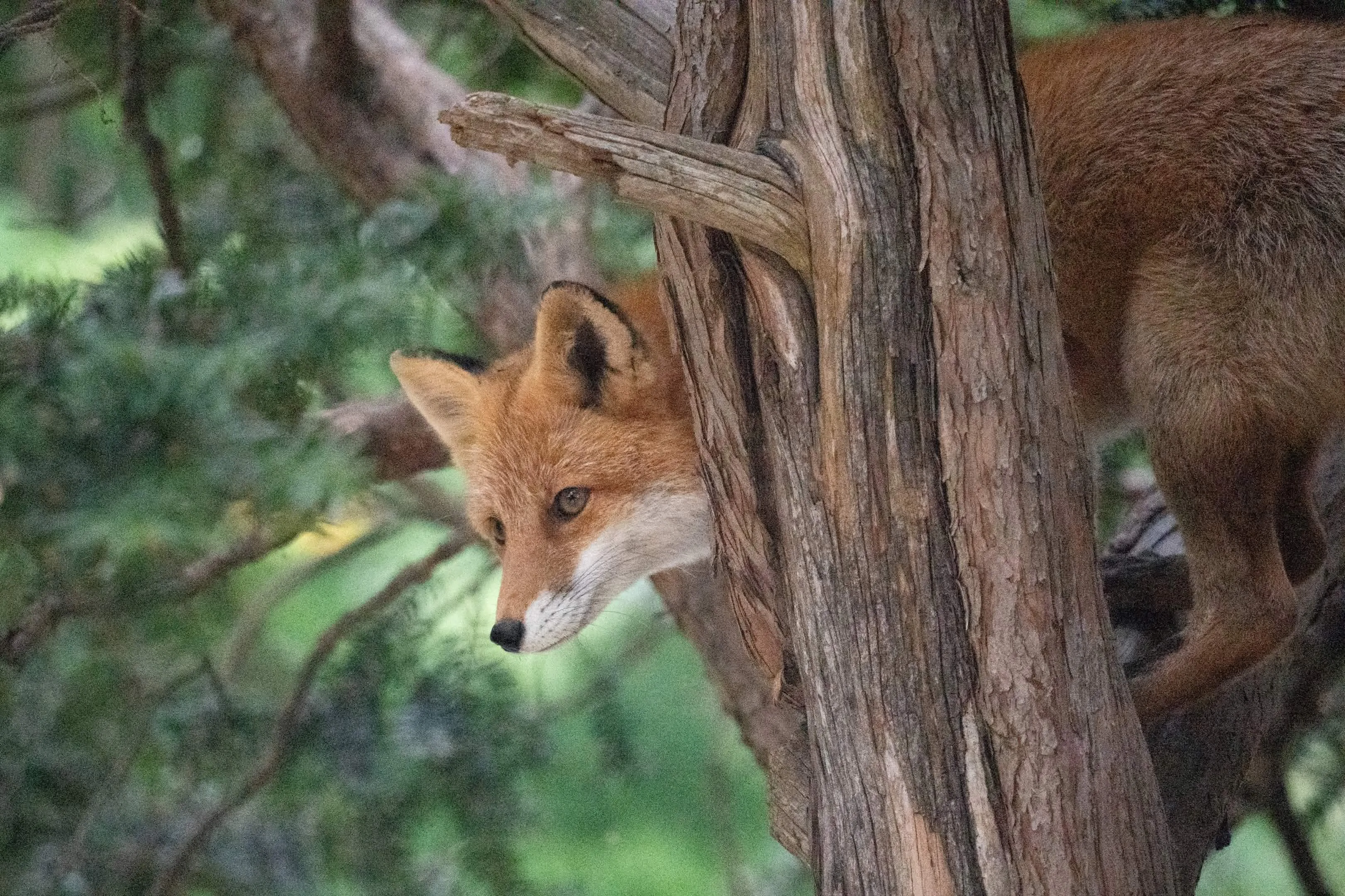 fox 116