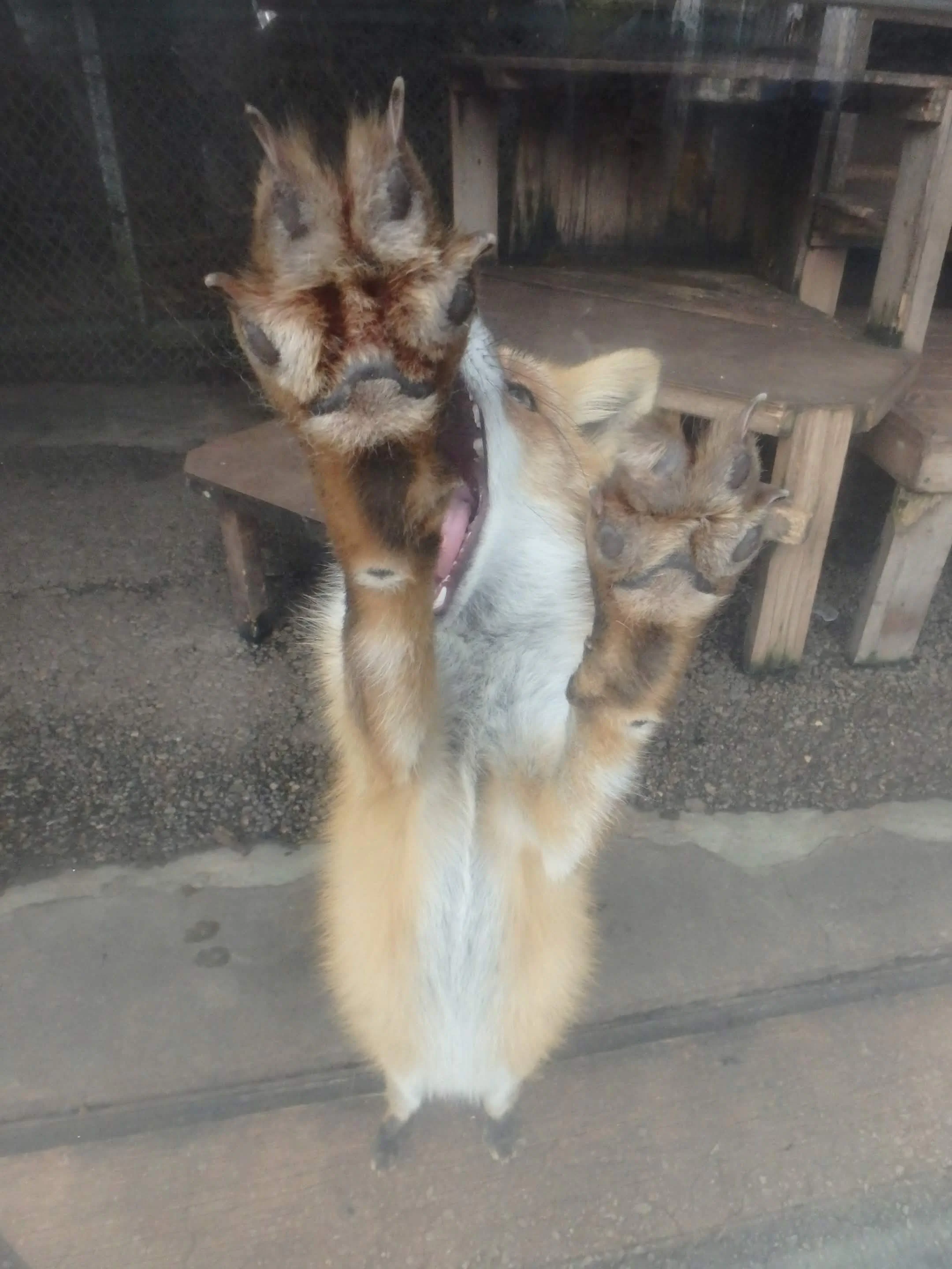 fox 117