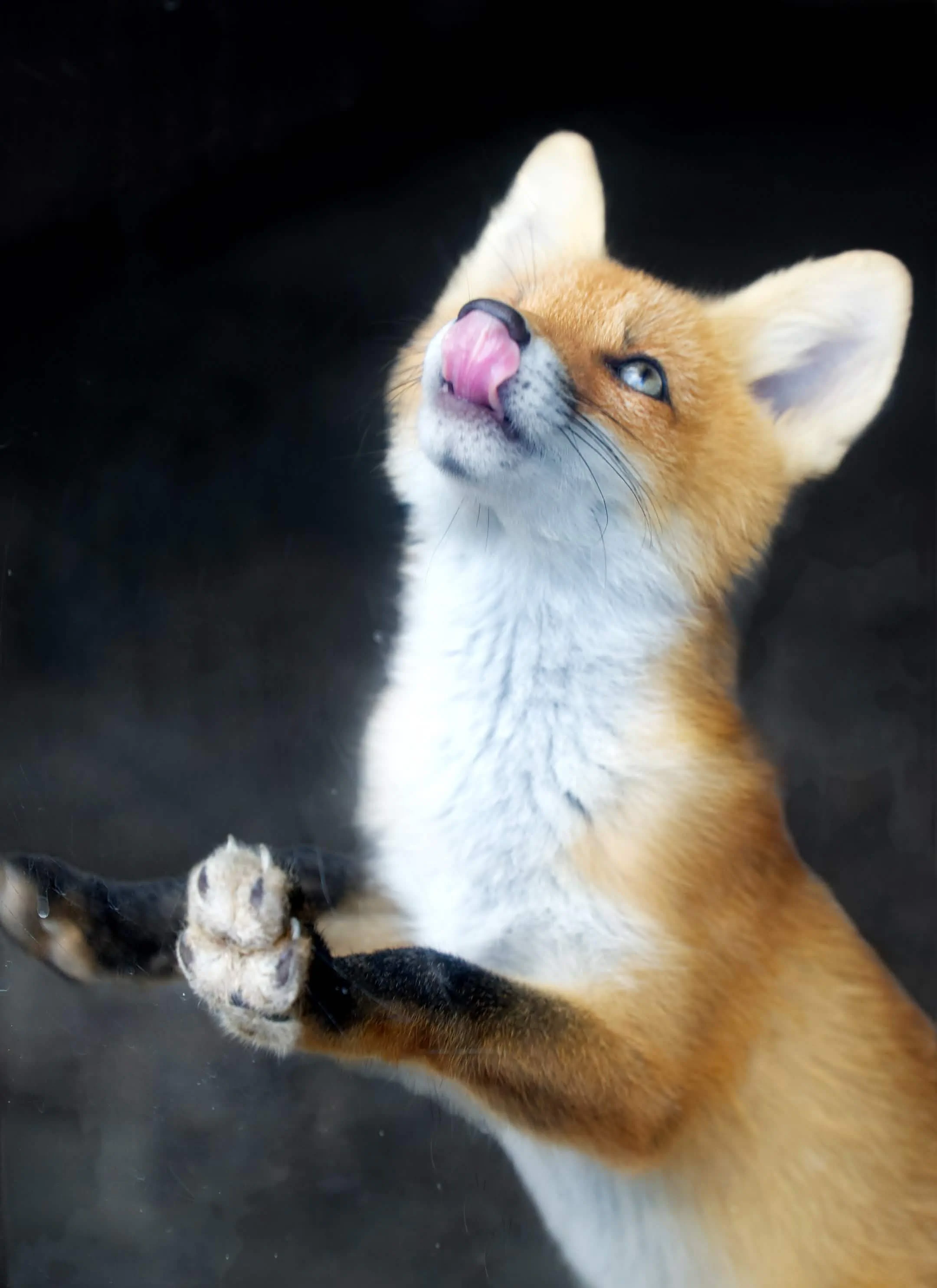 fox 118