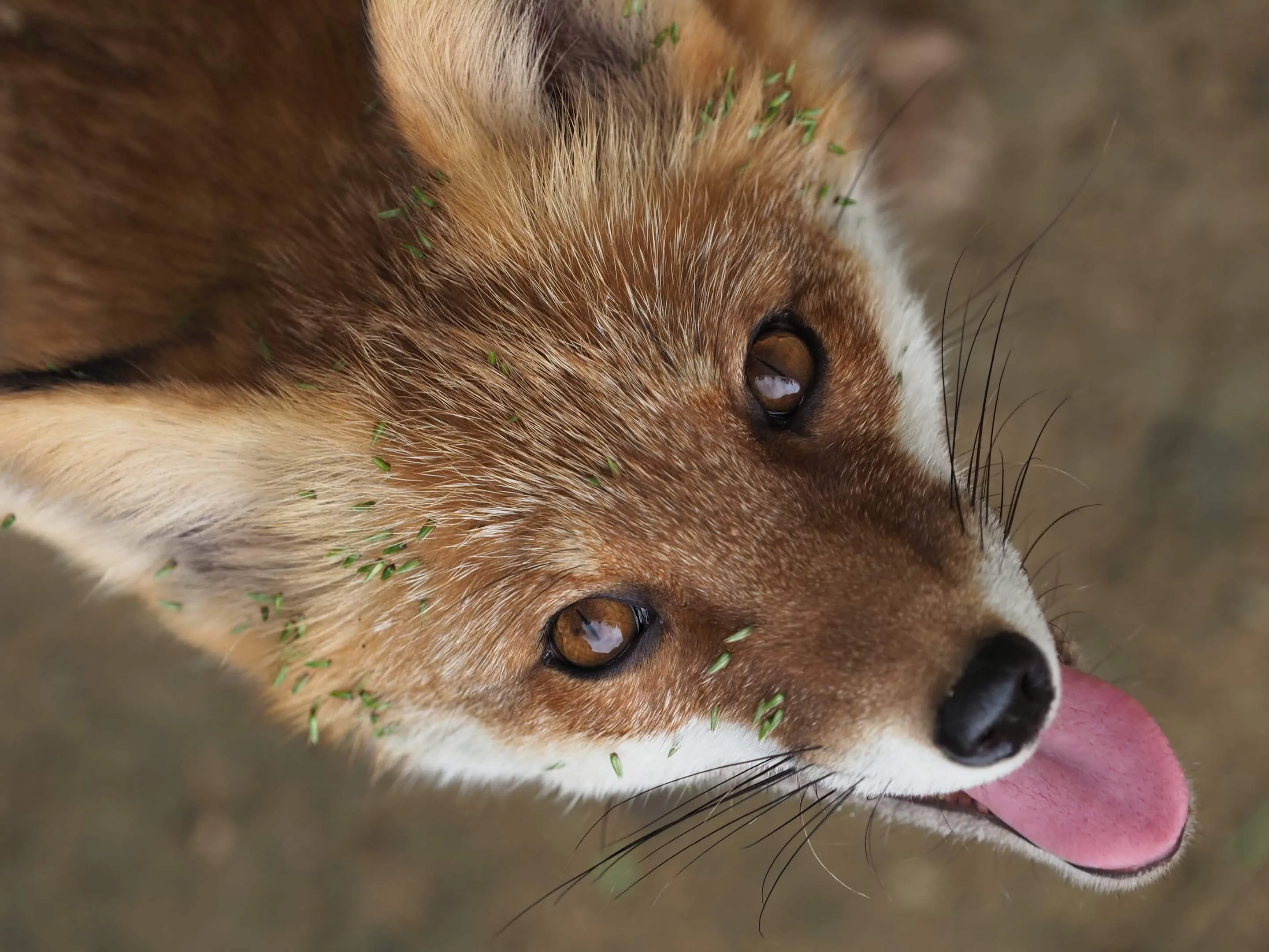 fox 120