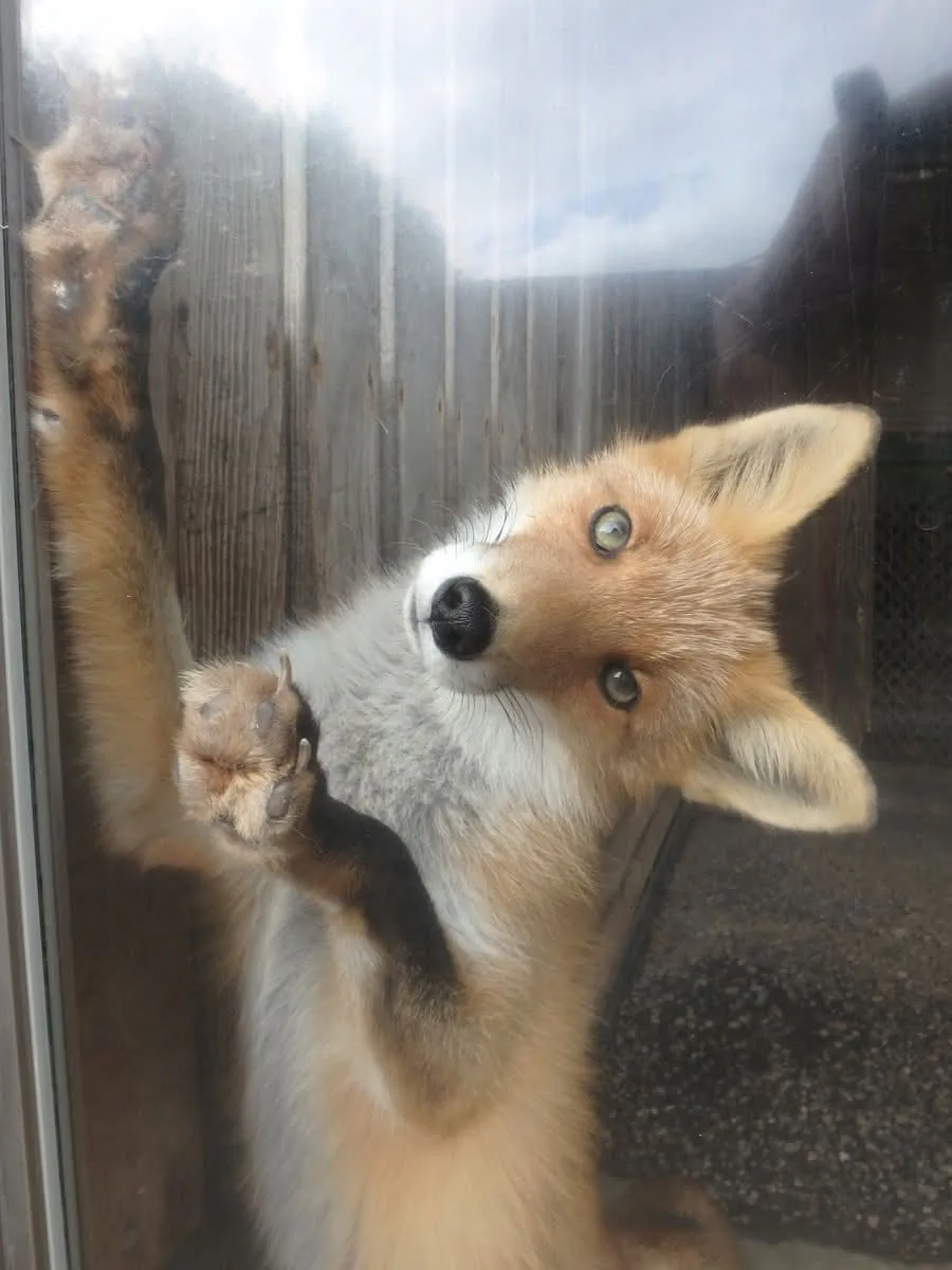 fox 123