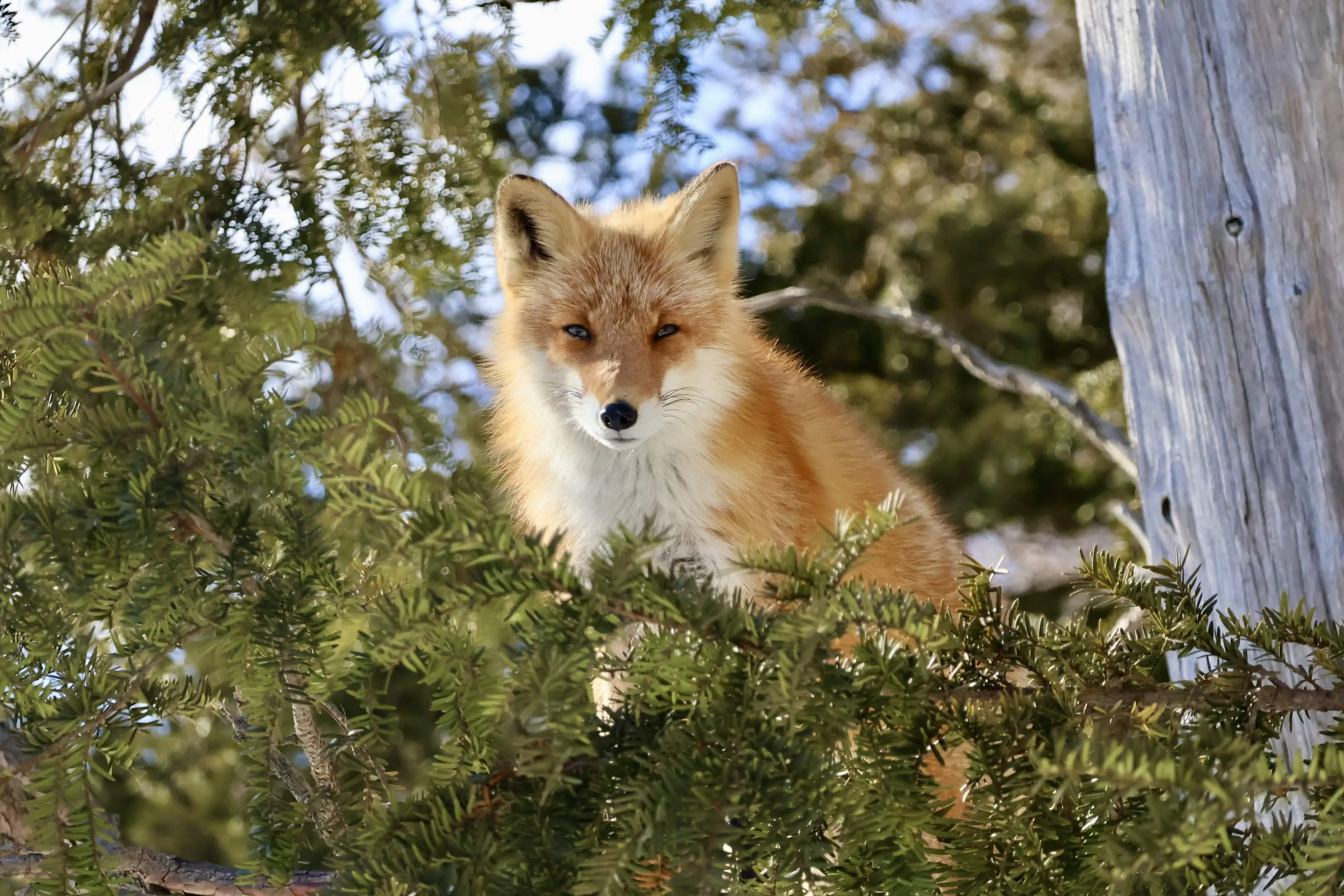 fox 125