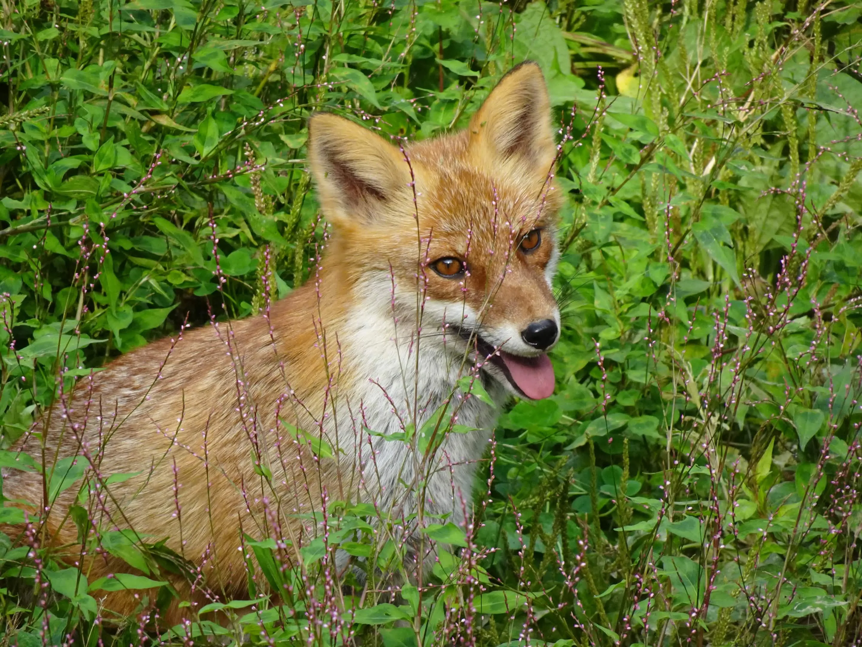 fox 127