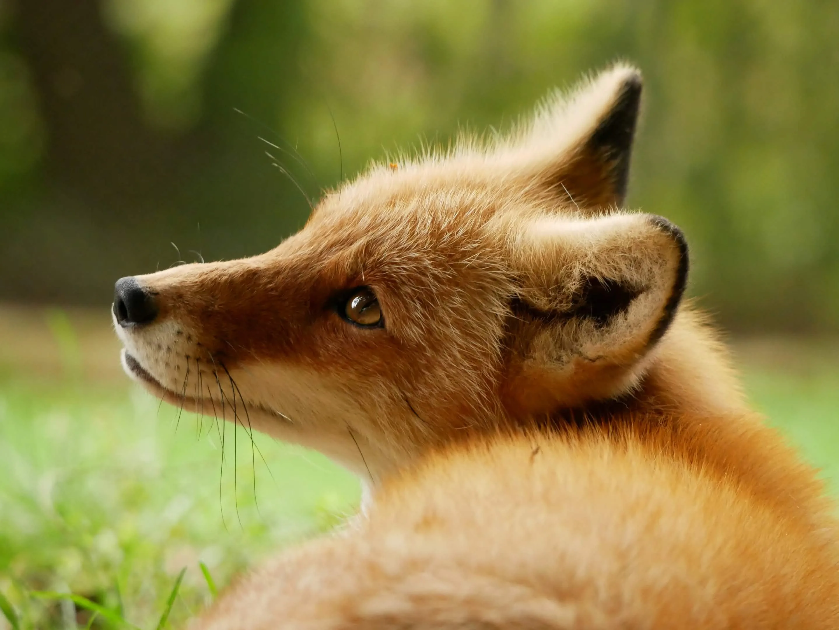 fox 129