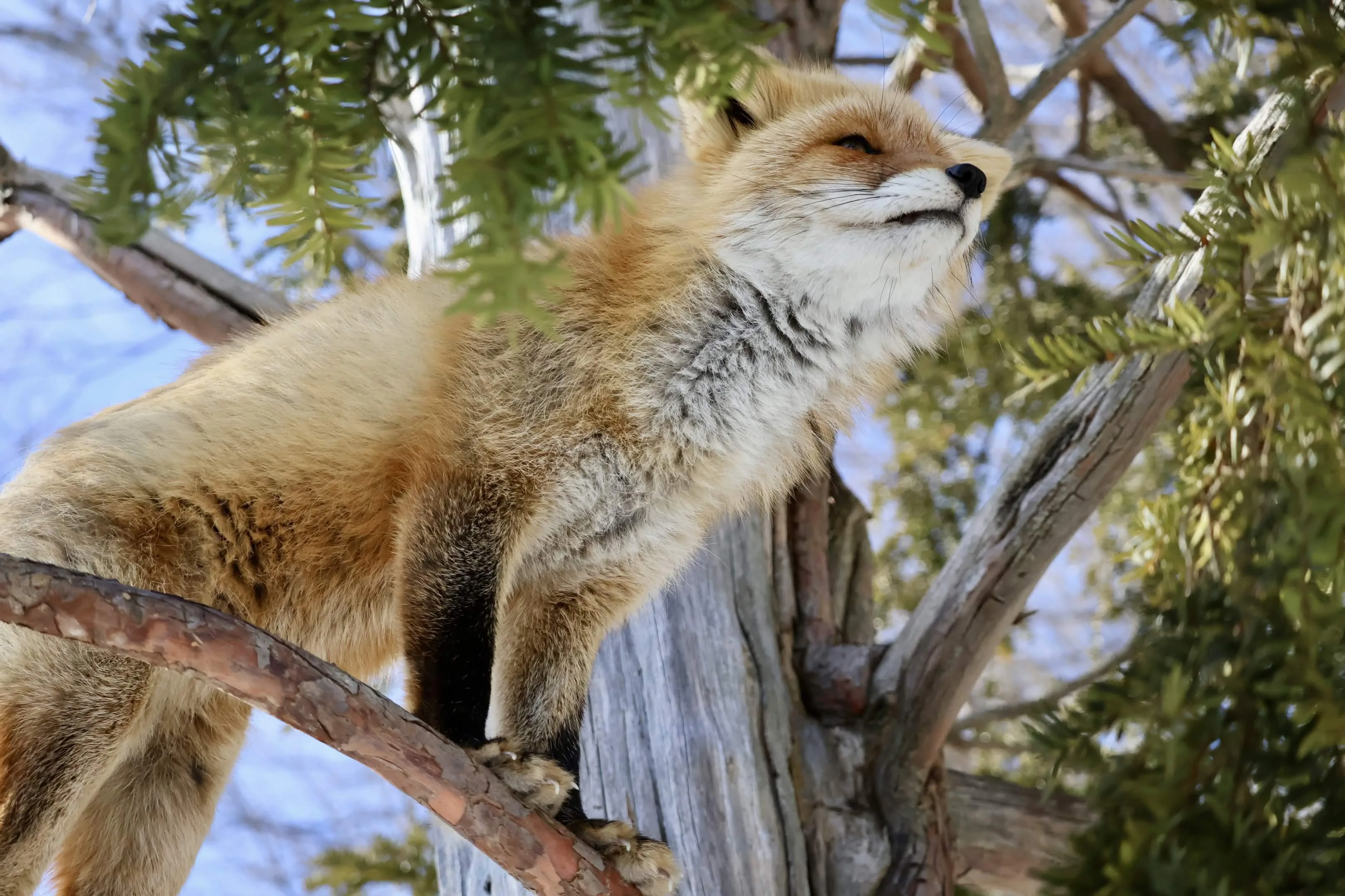 fox 130