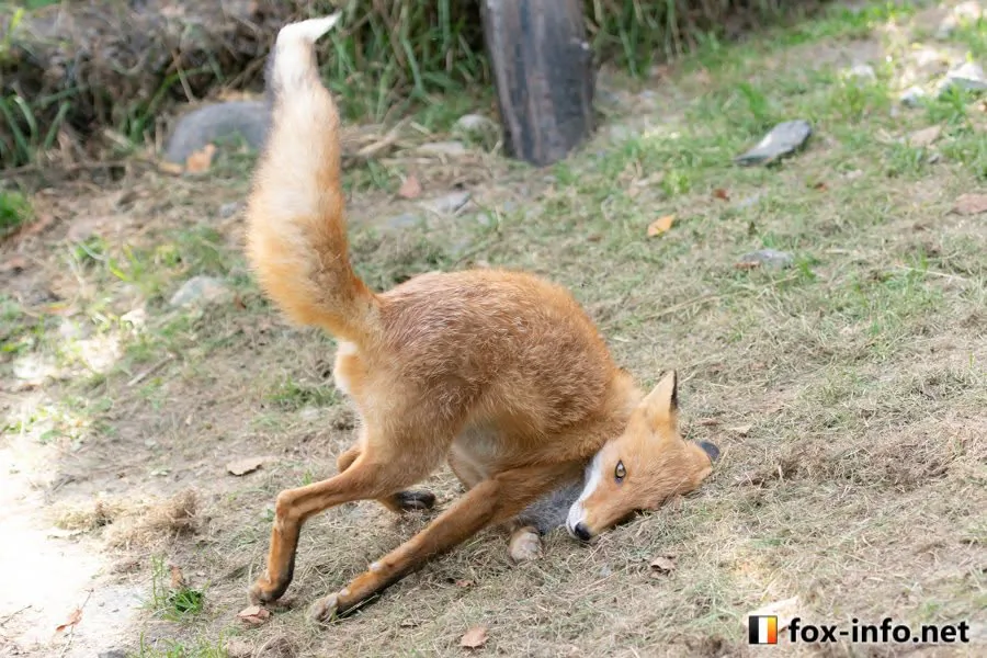fox 131