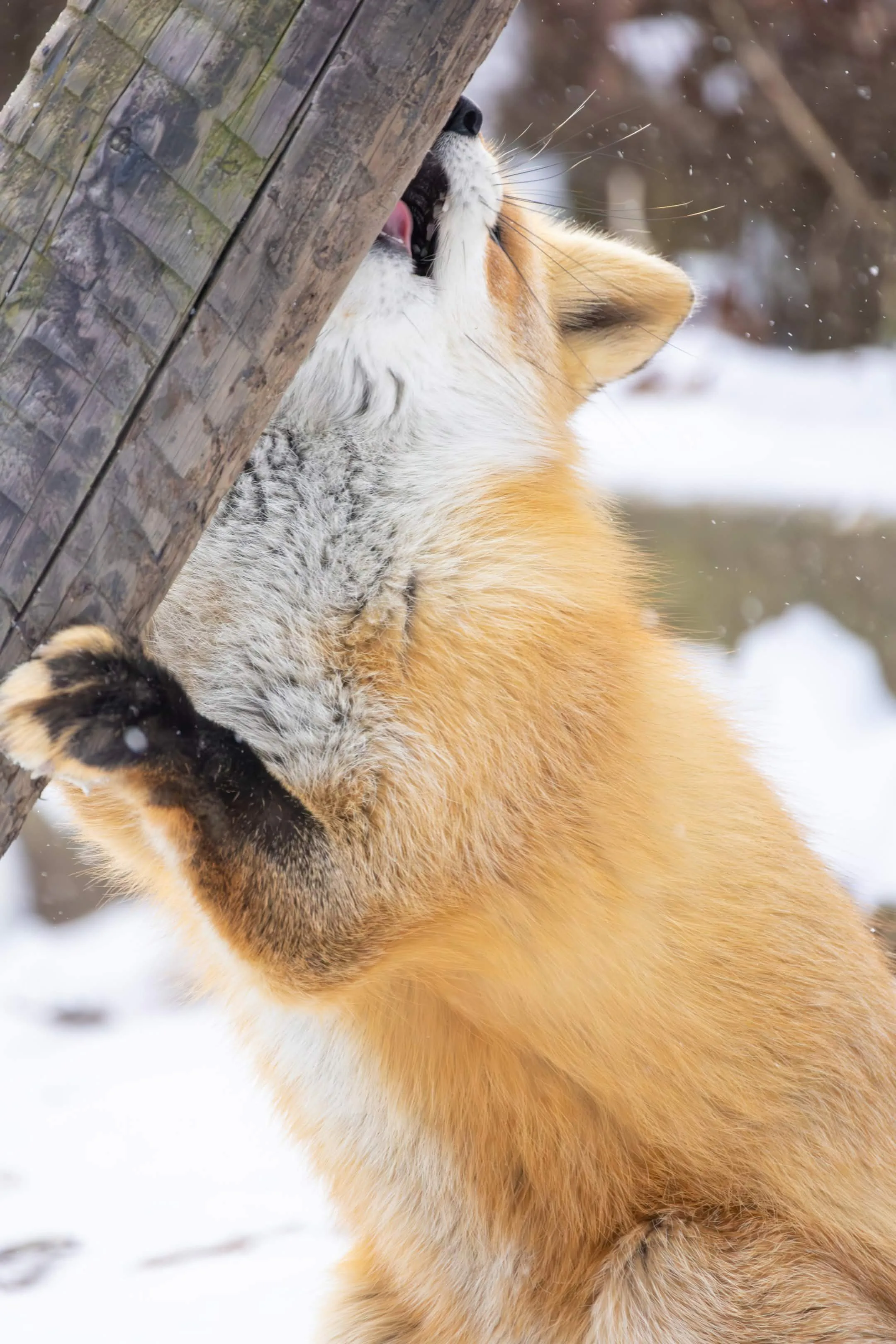 fox 134
