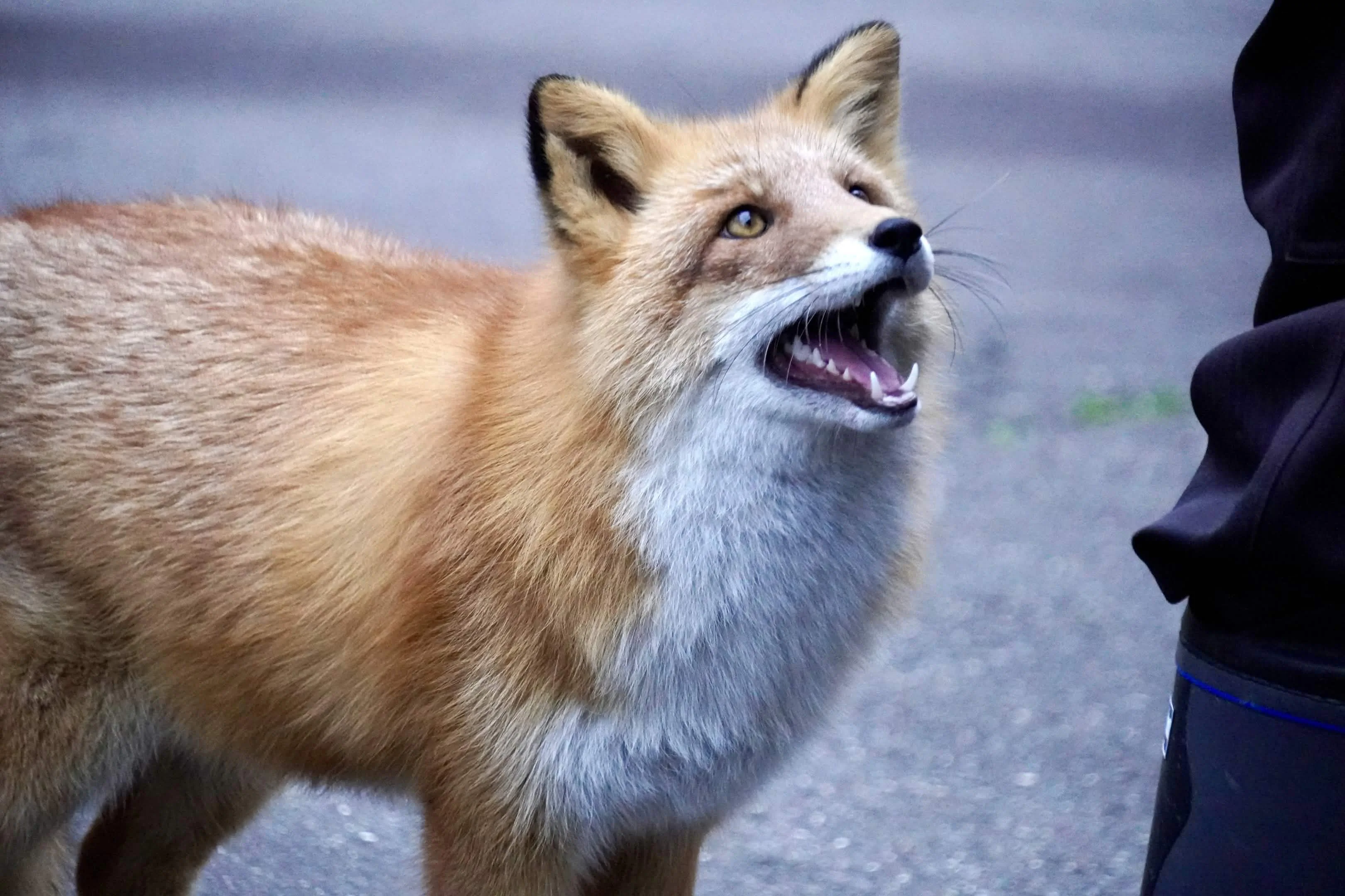fox 136