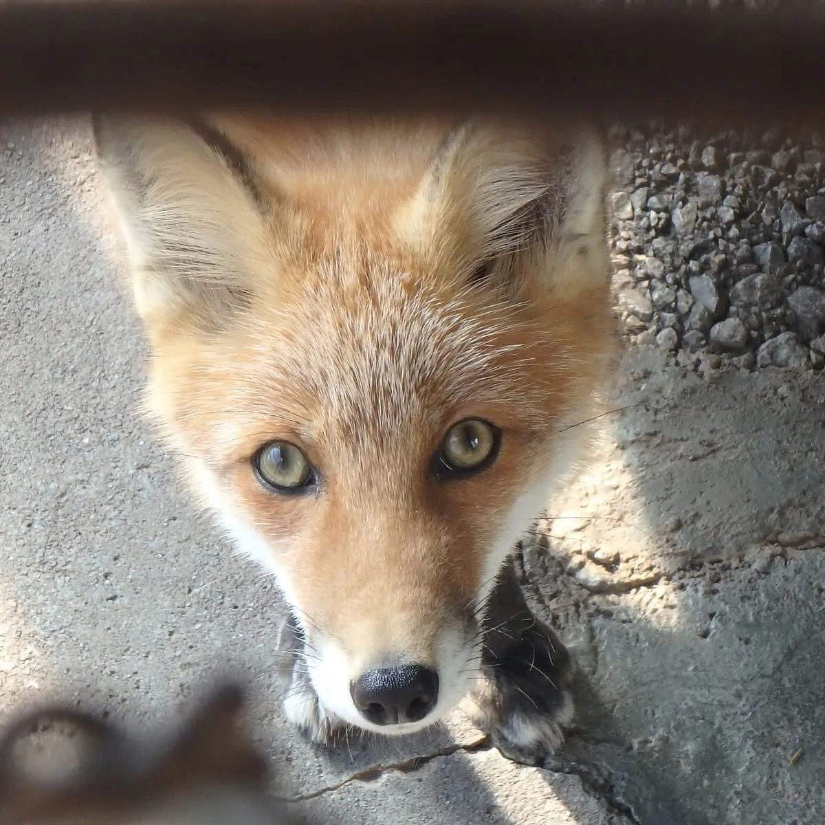fox 137