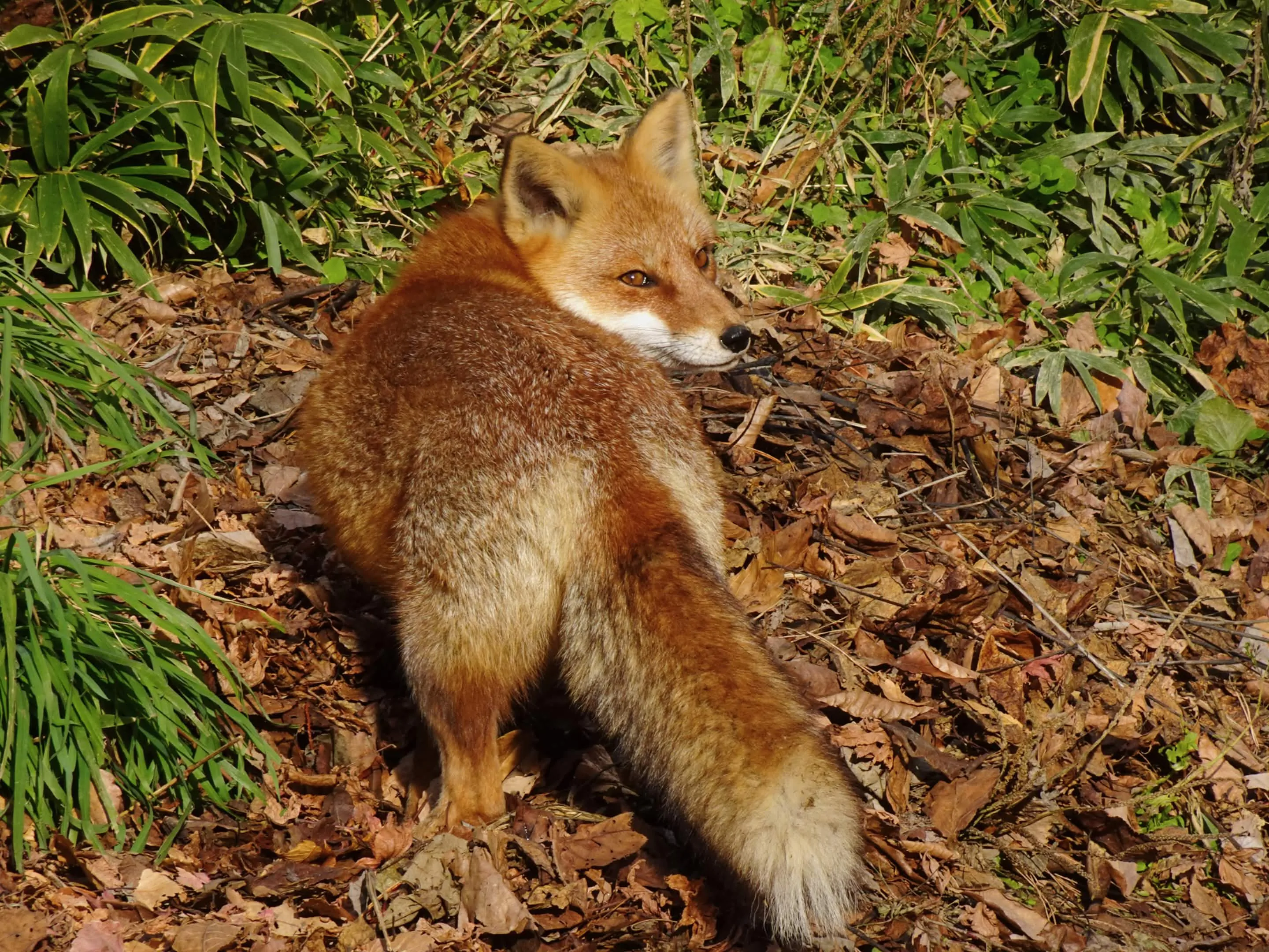 fox 138