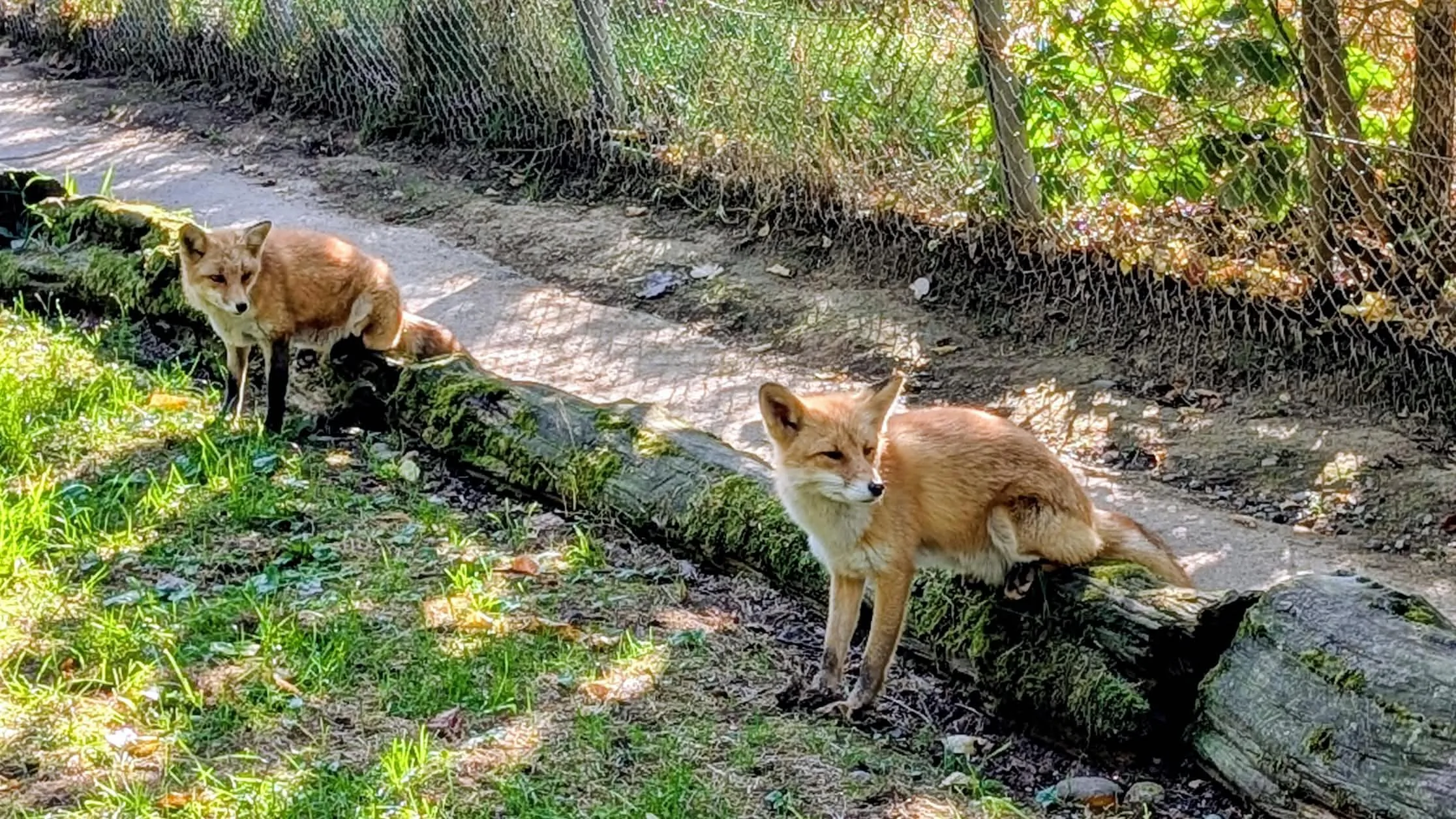 fox 139