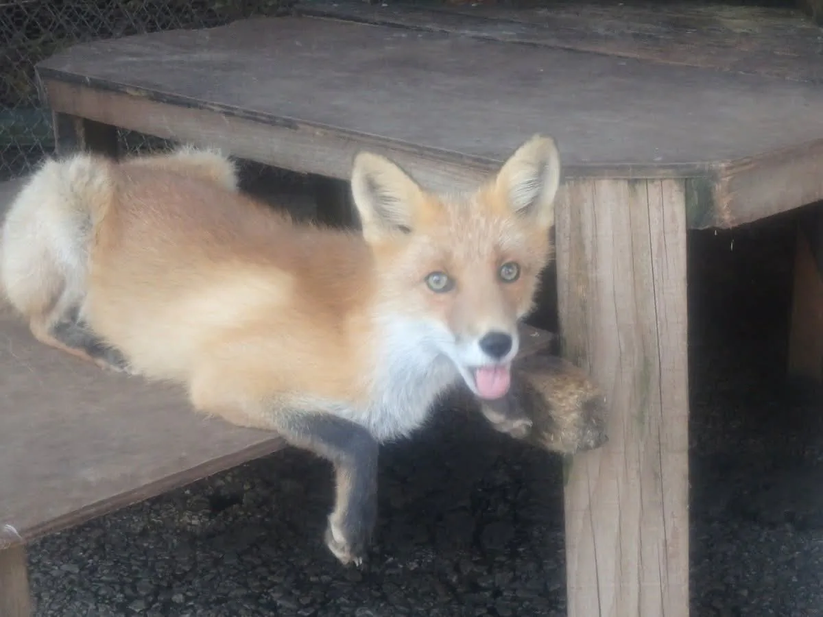 fox 140