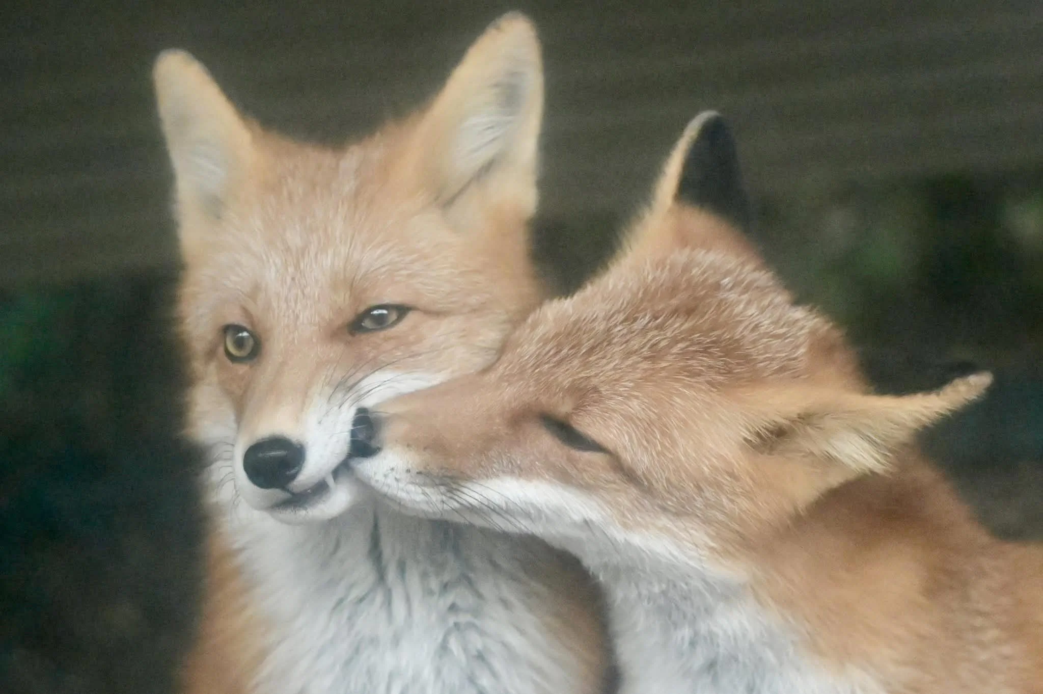 fox 141