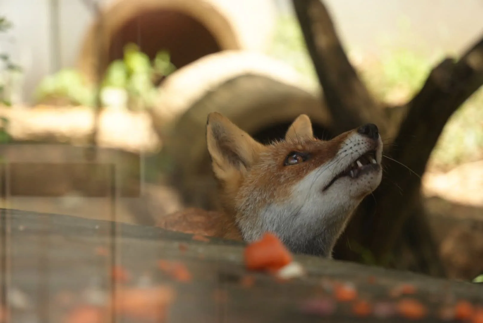 fox 142