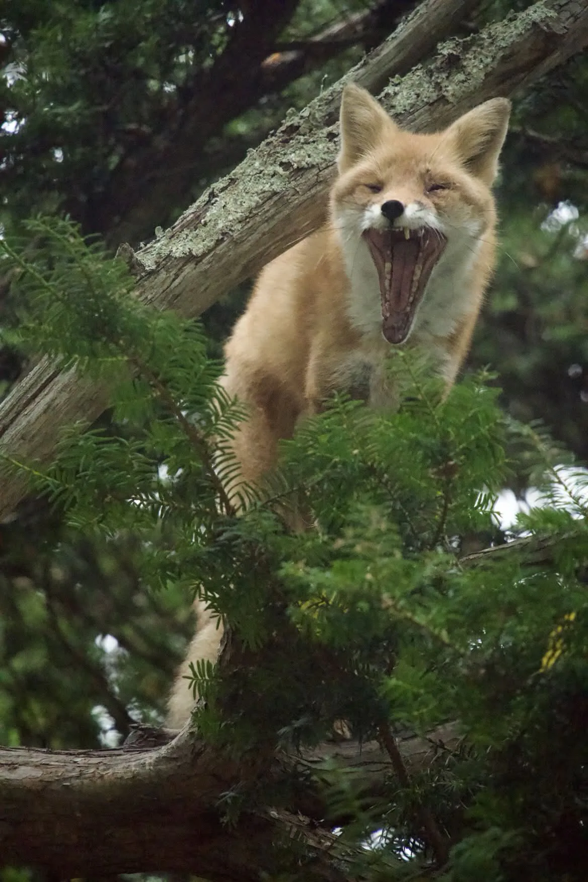 fox 143