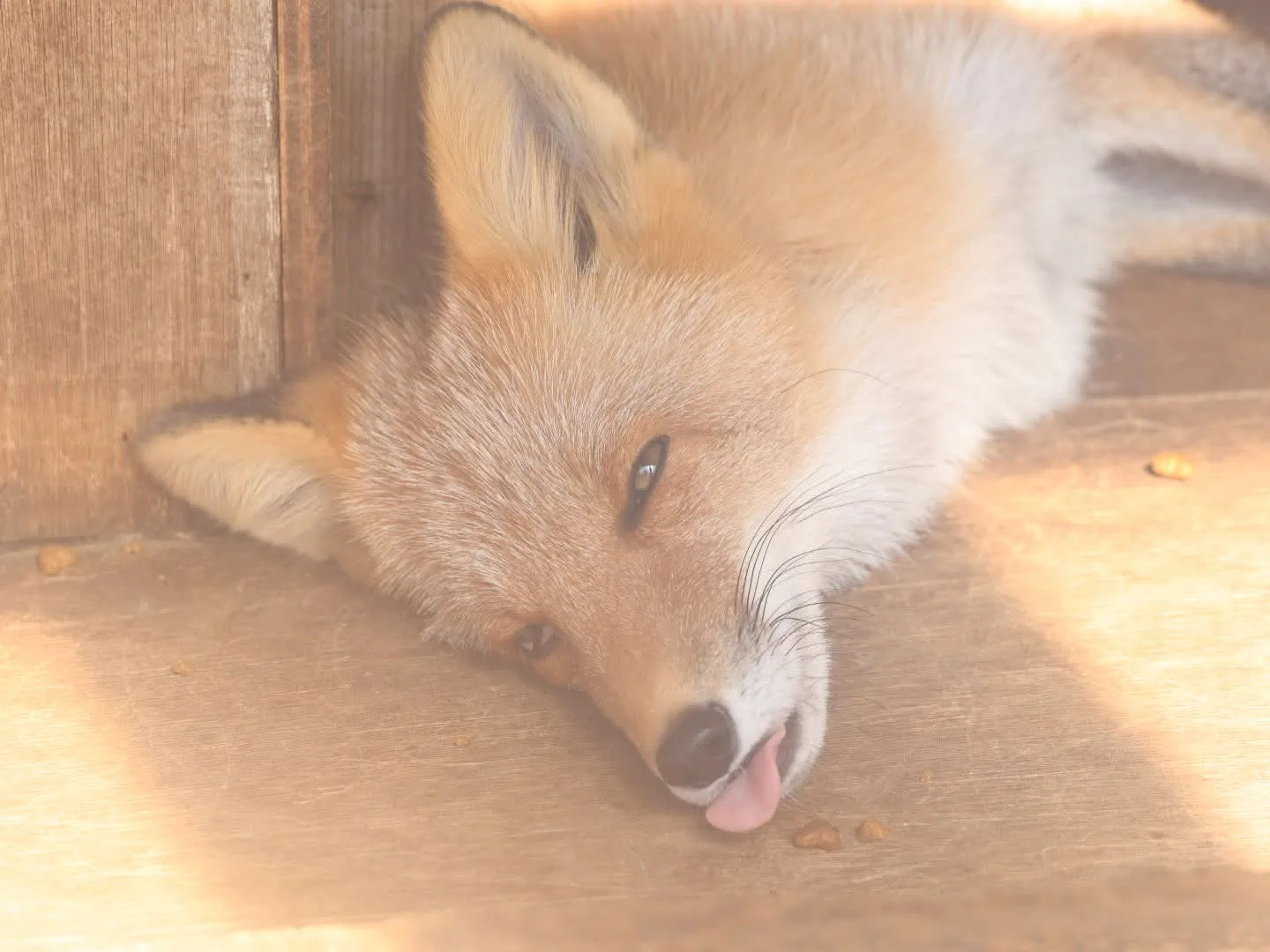 fox 145