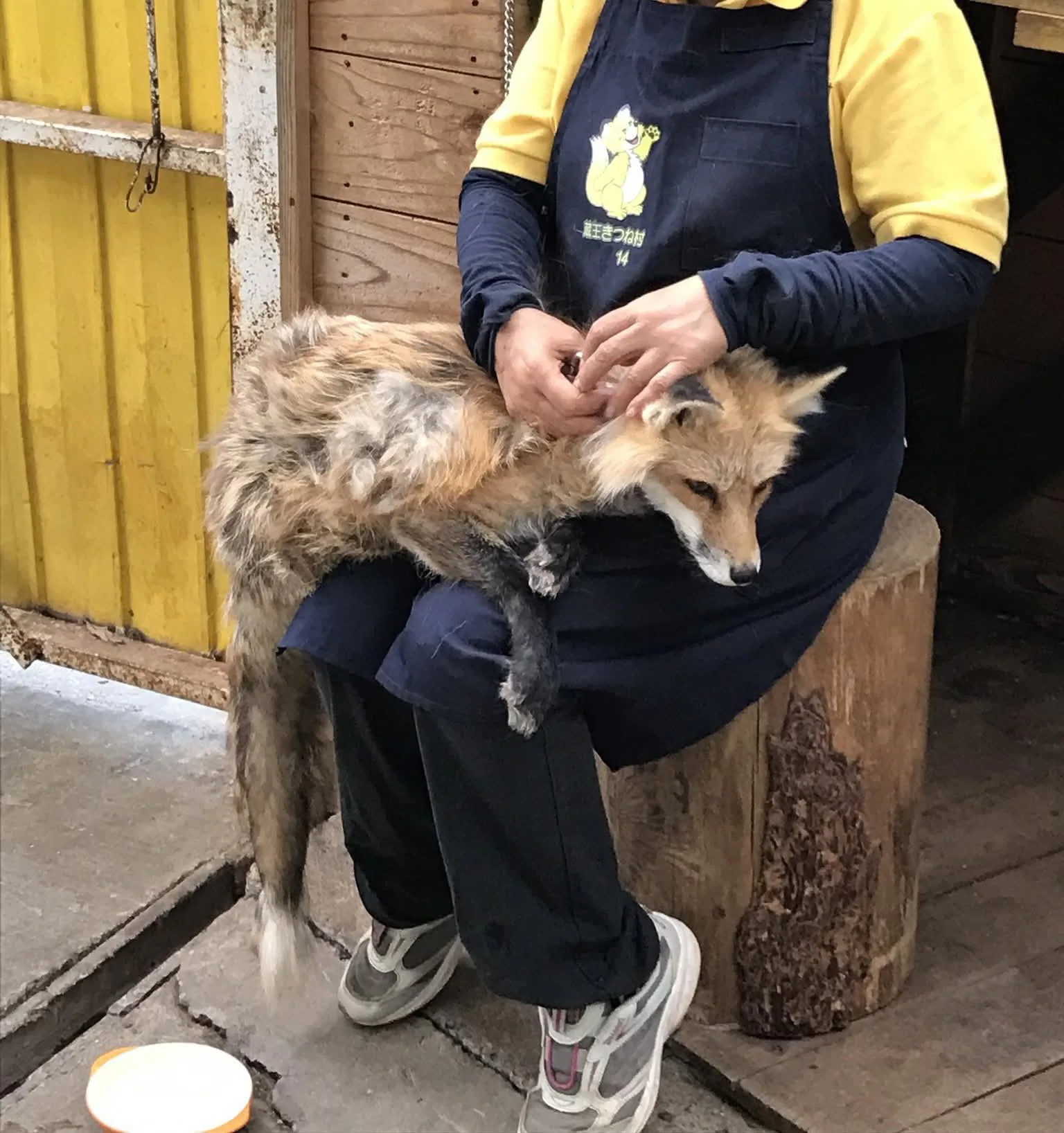 fox 146