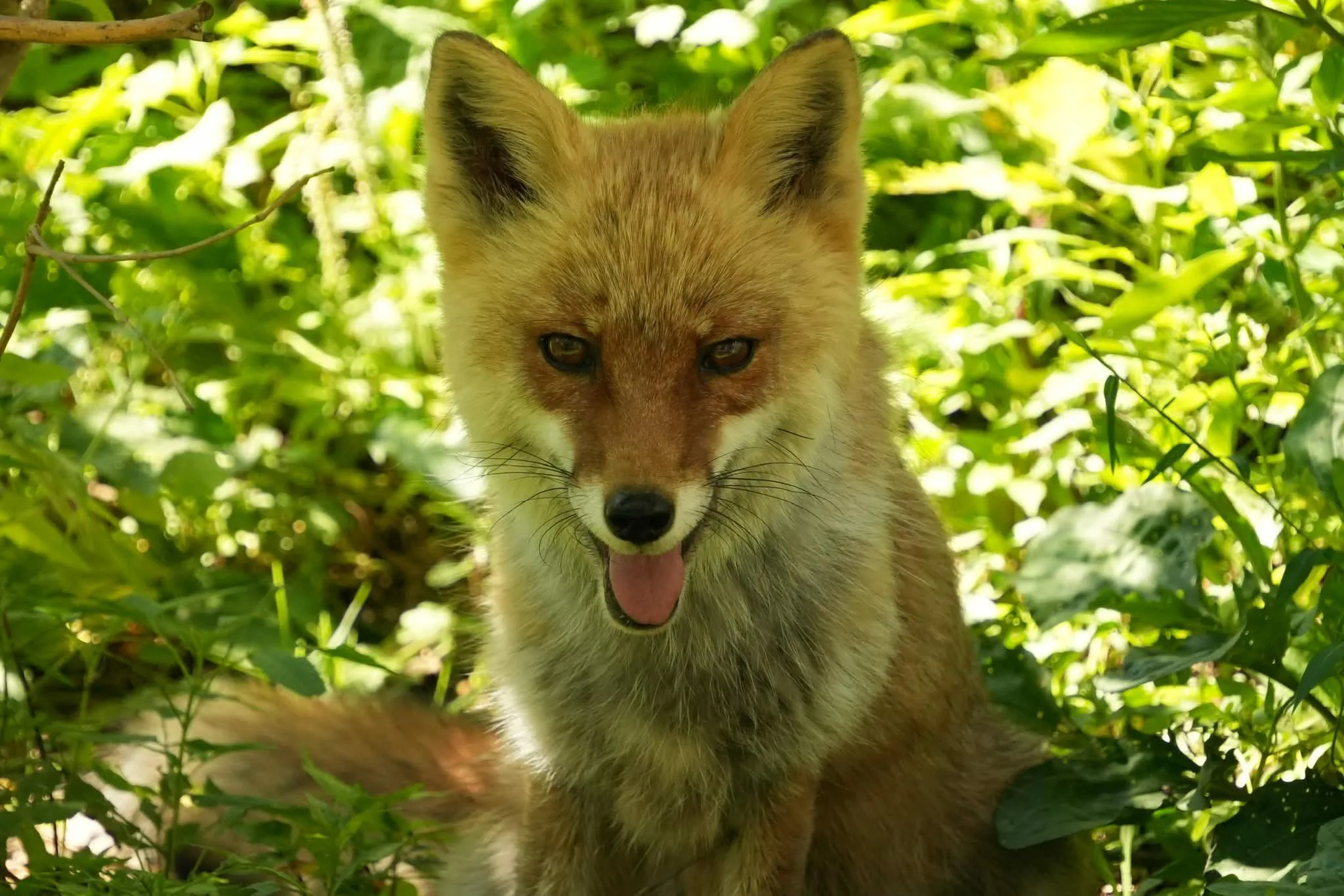 fox 148