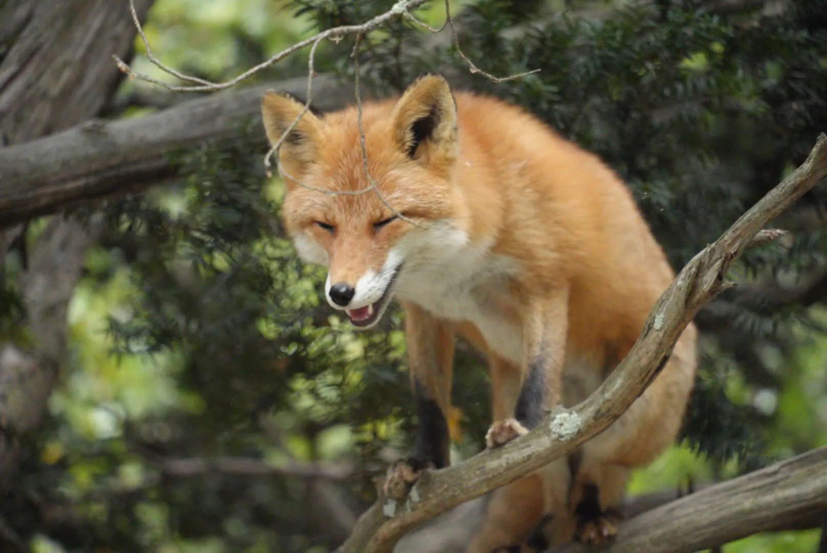 fox 149