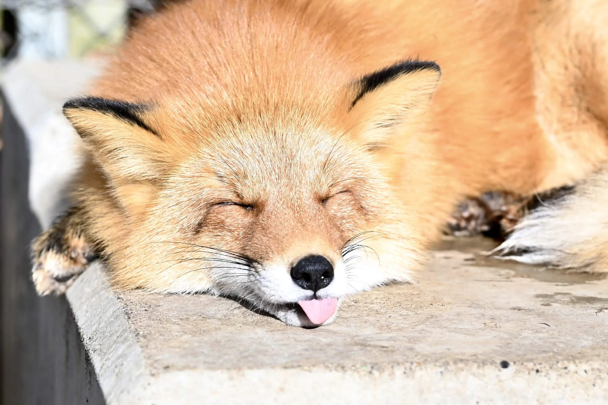 fox 151