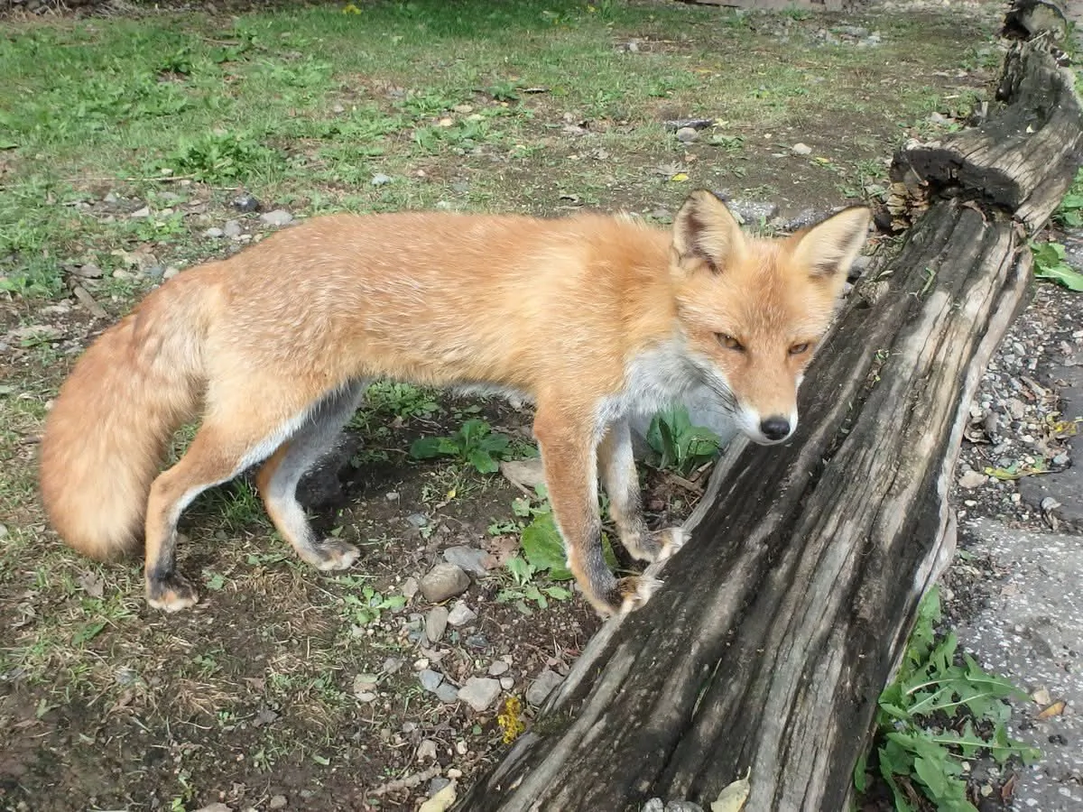 fox 153