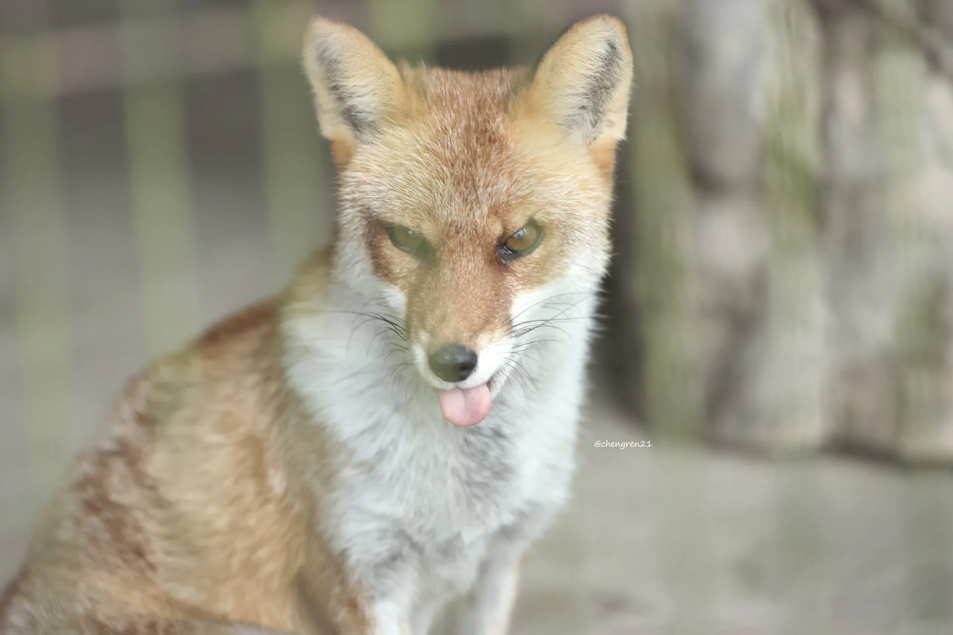 fox 155