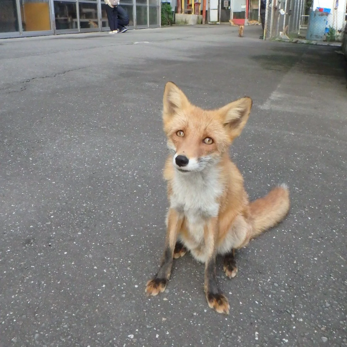 fox 156