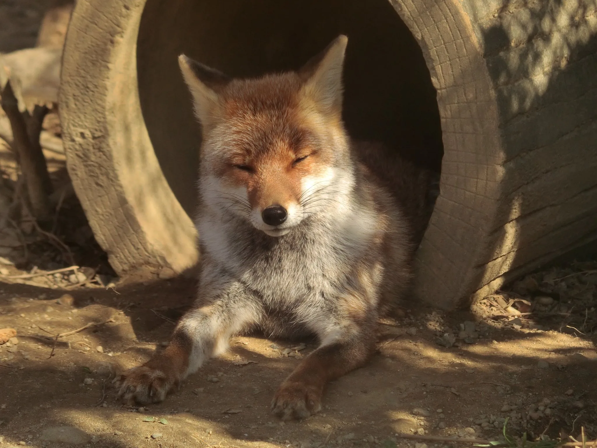 fox 157