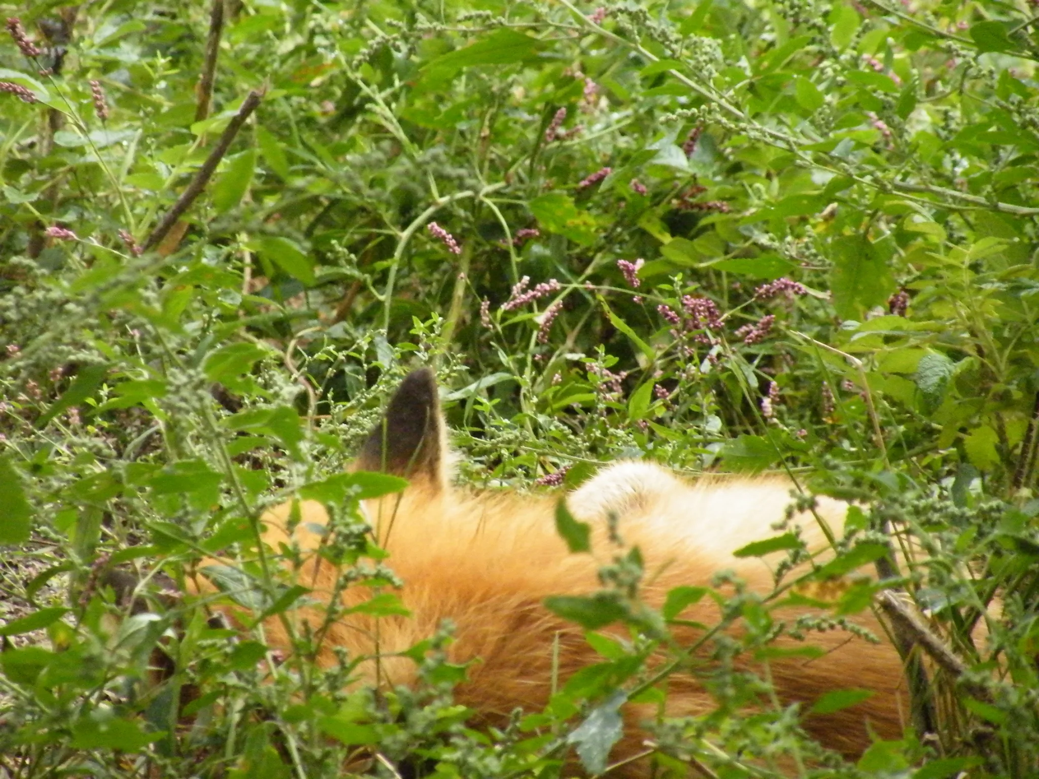 fox 158