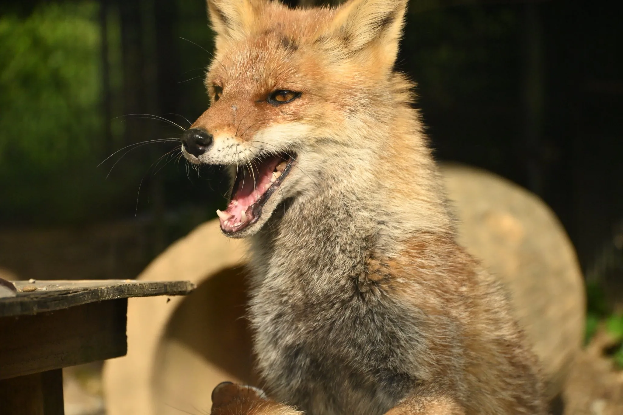 fox 159