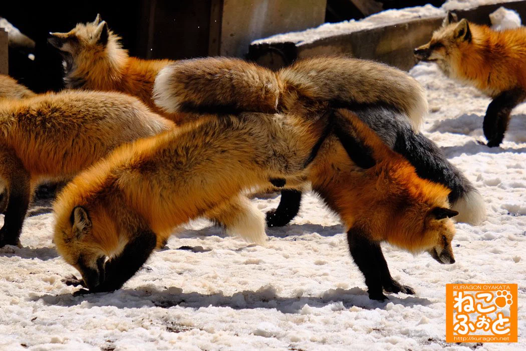 fox 160