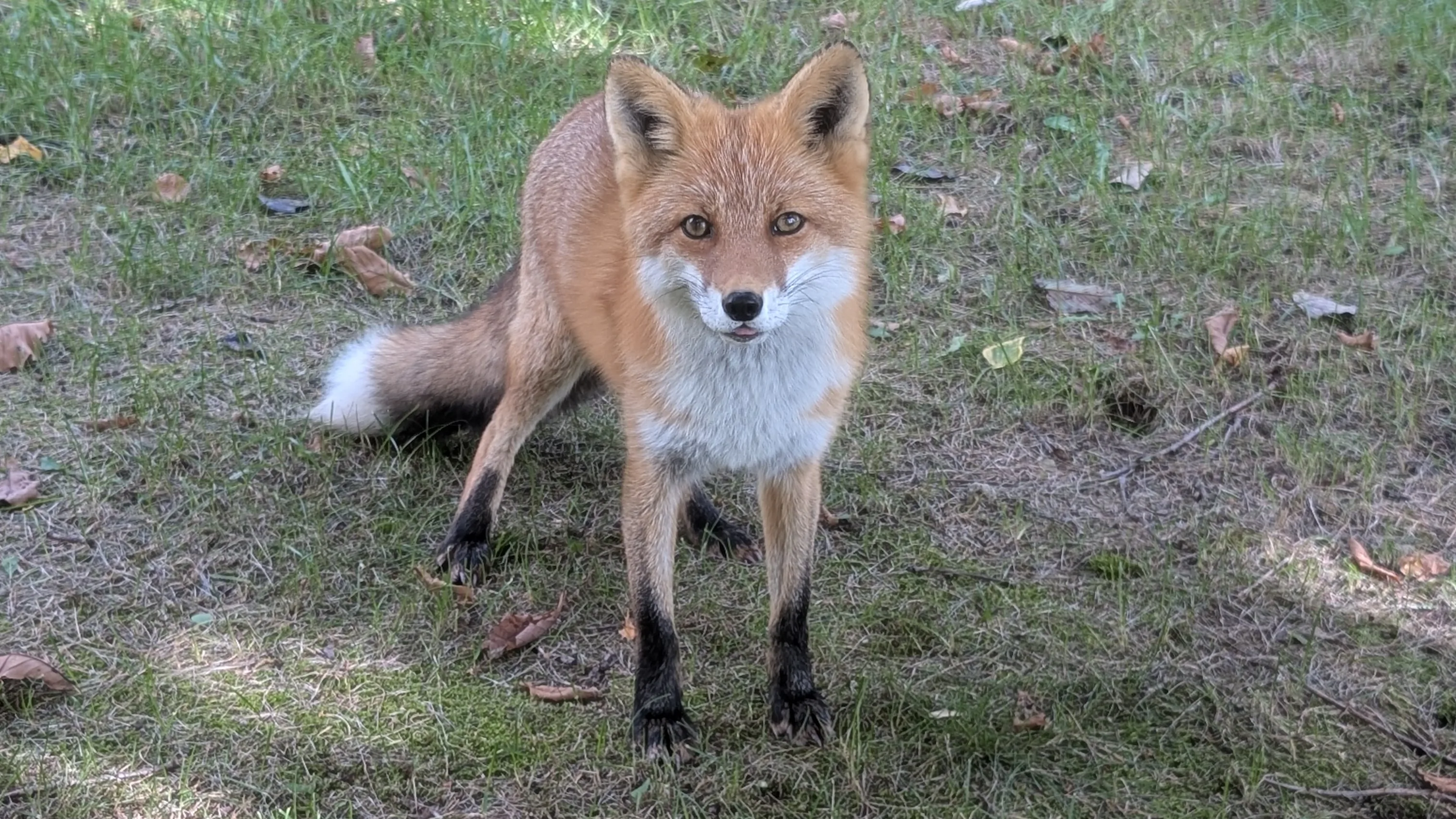 fox 161