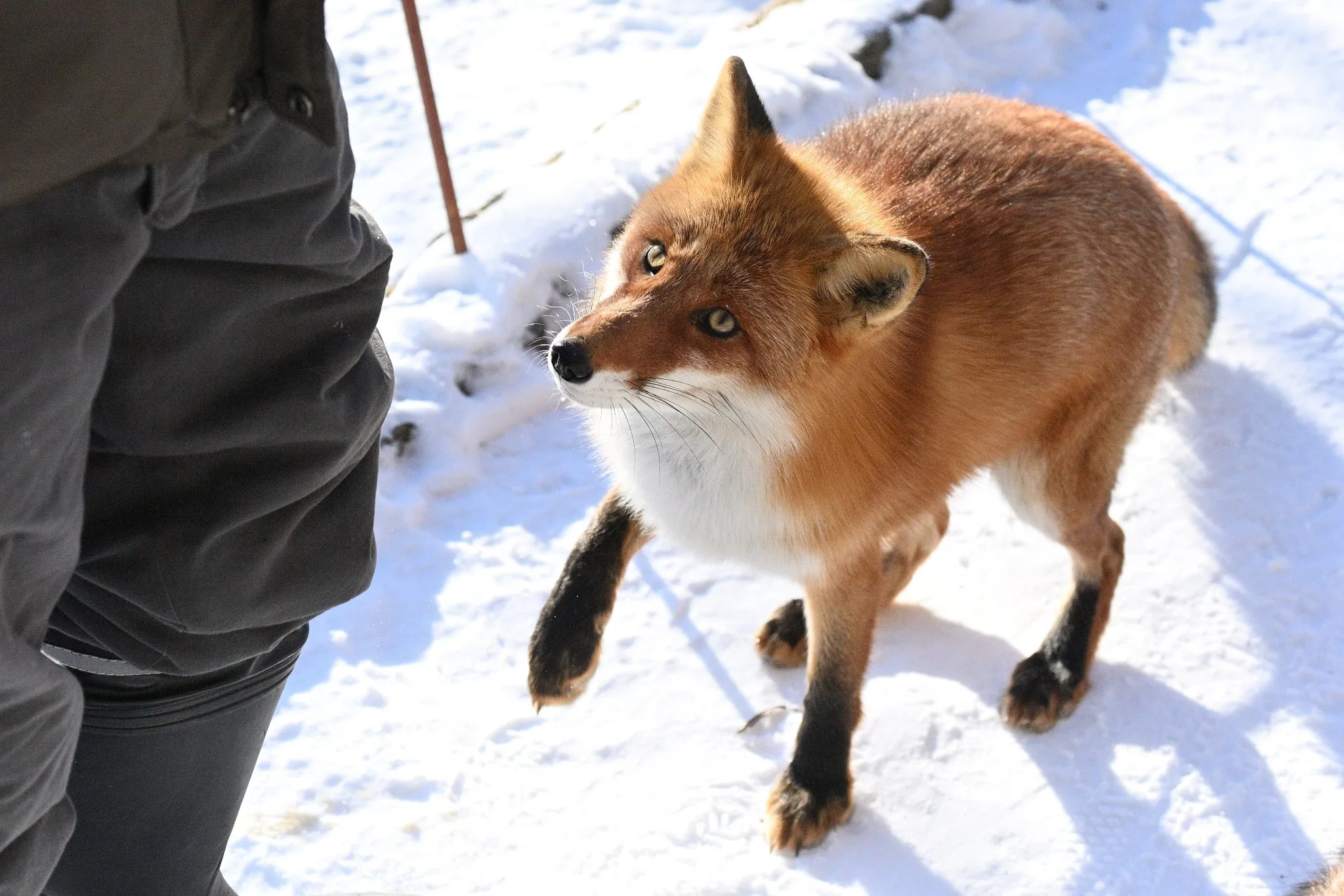 fox 162