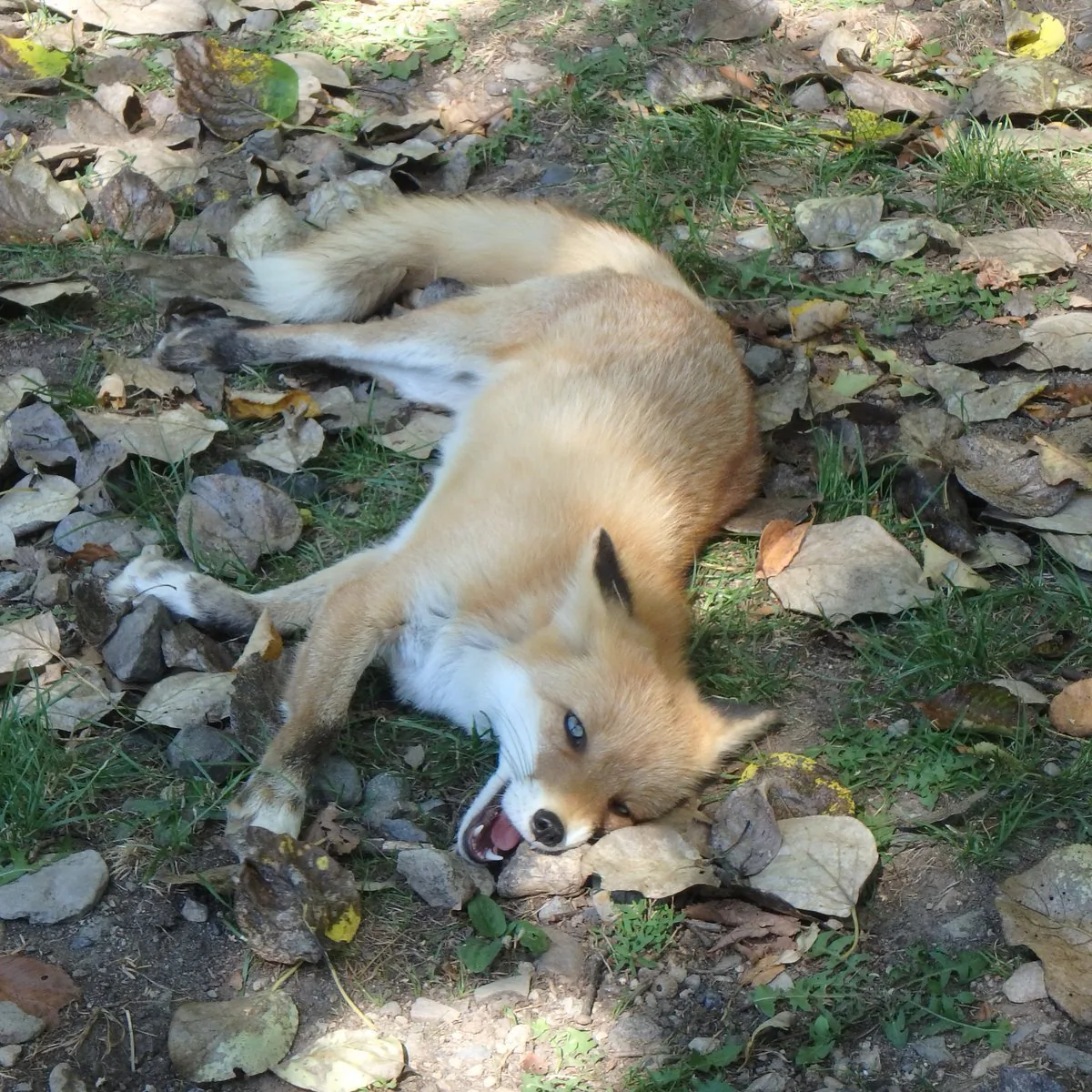 fox 164