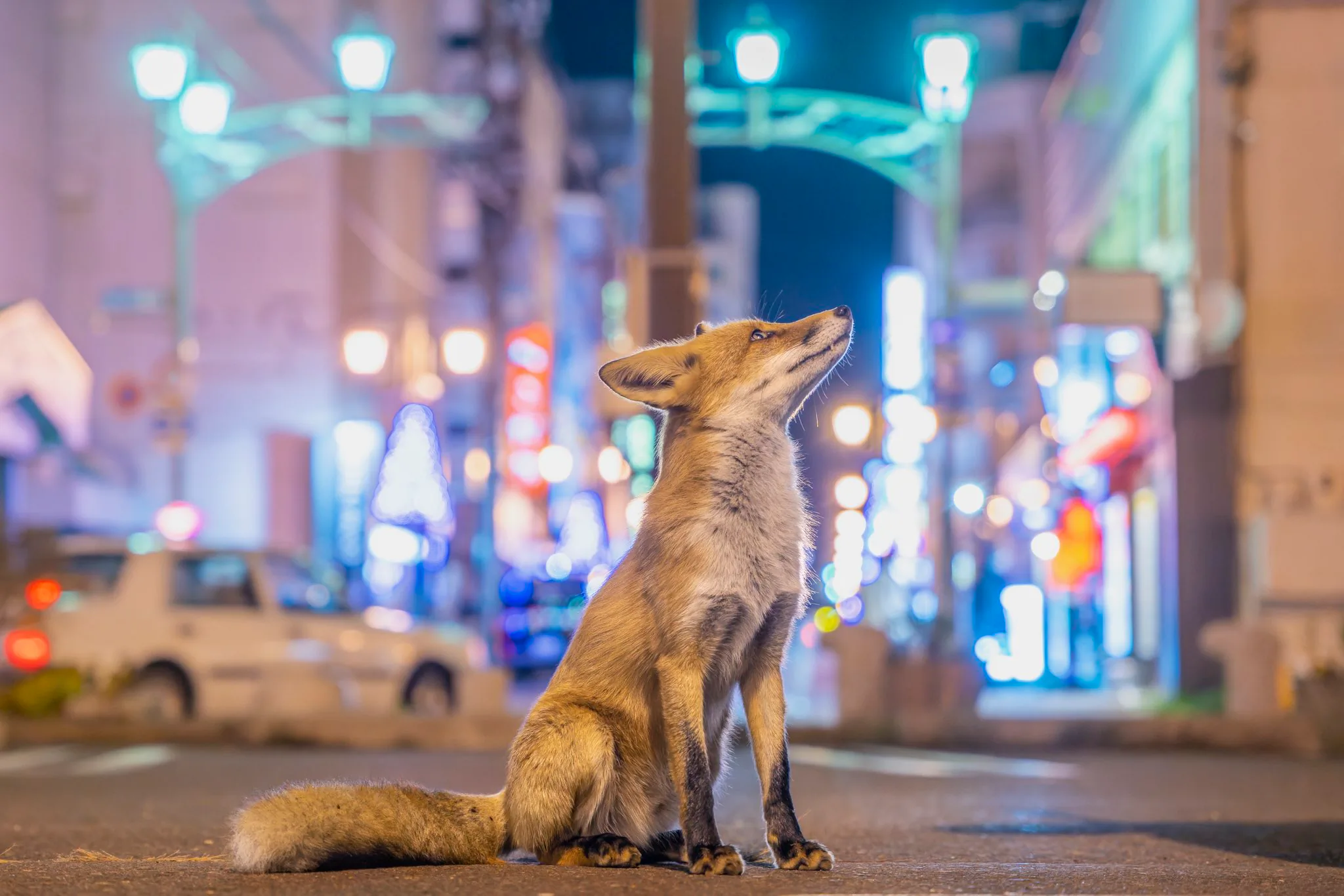 fox 165