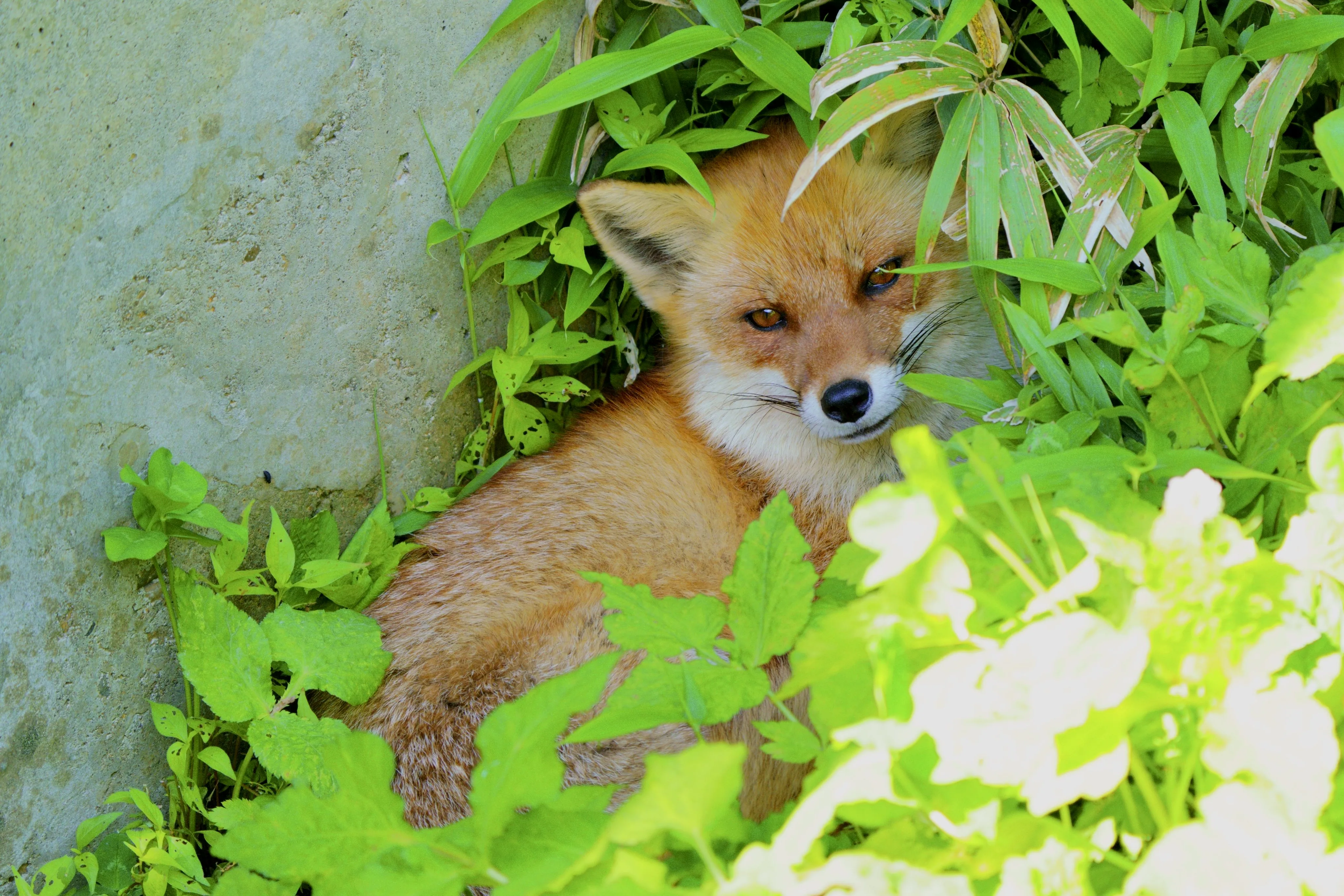fox 166