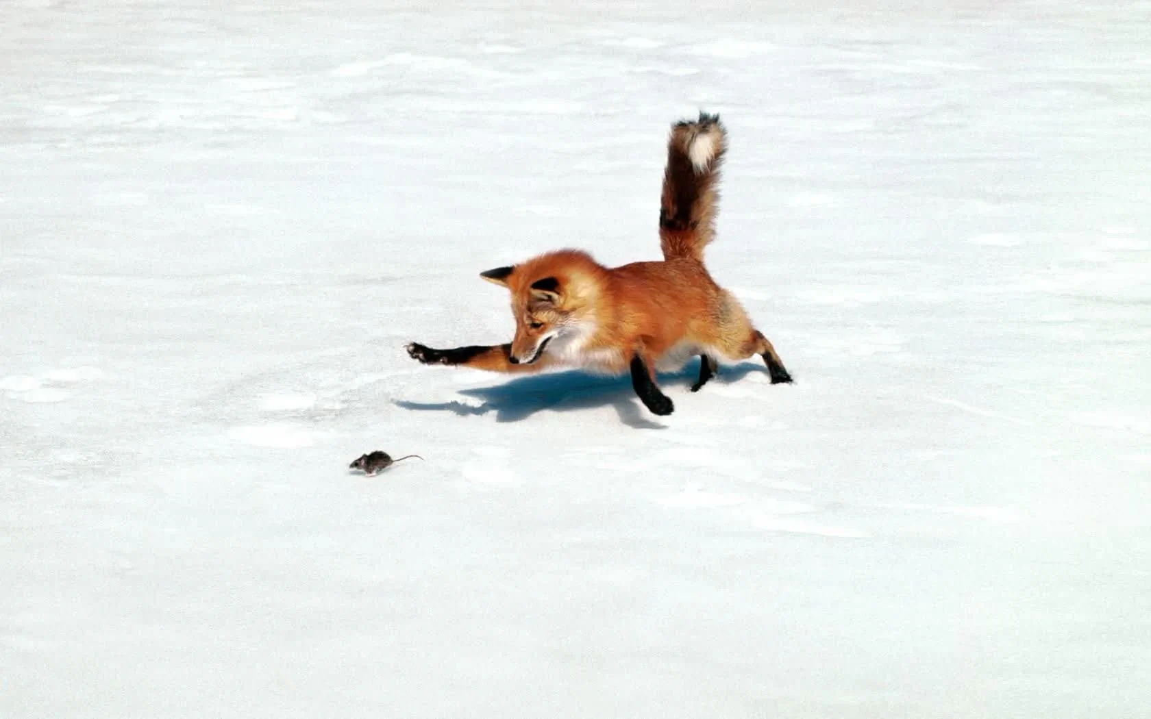 fox 169