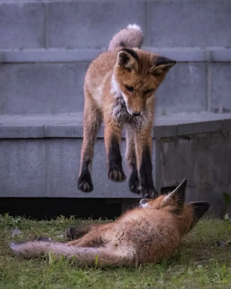 fox 172