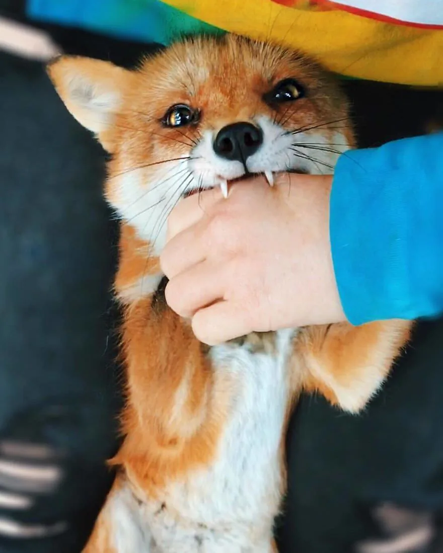 fox 176