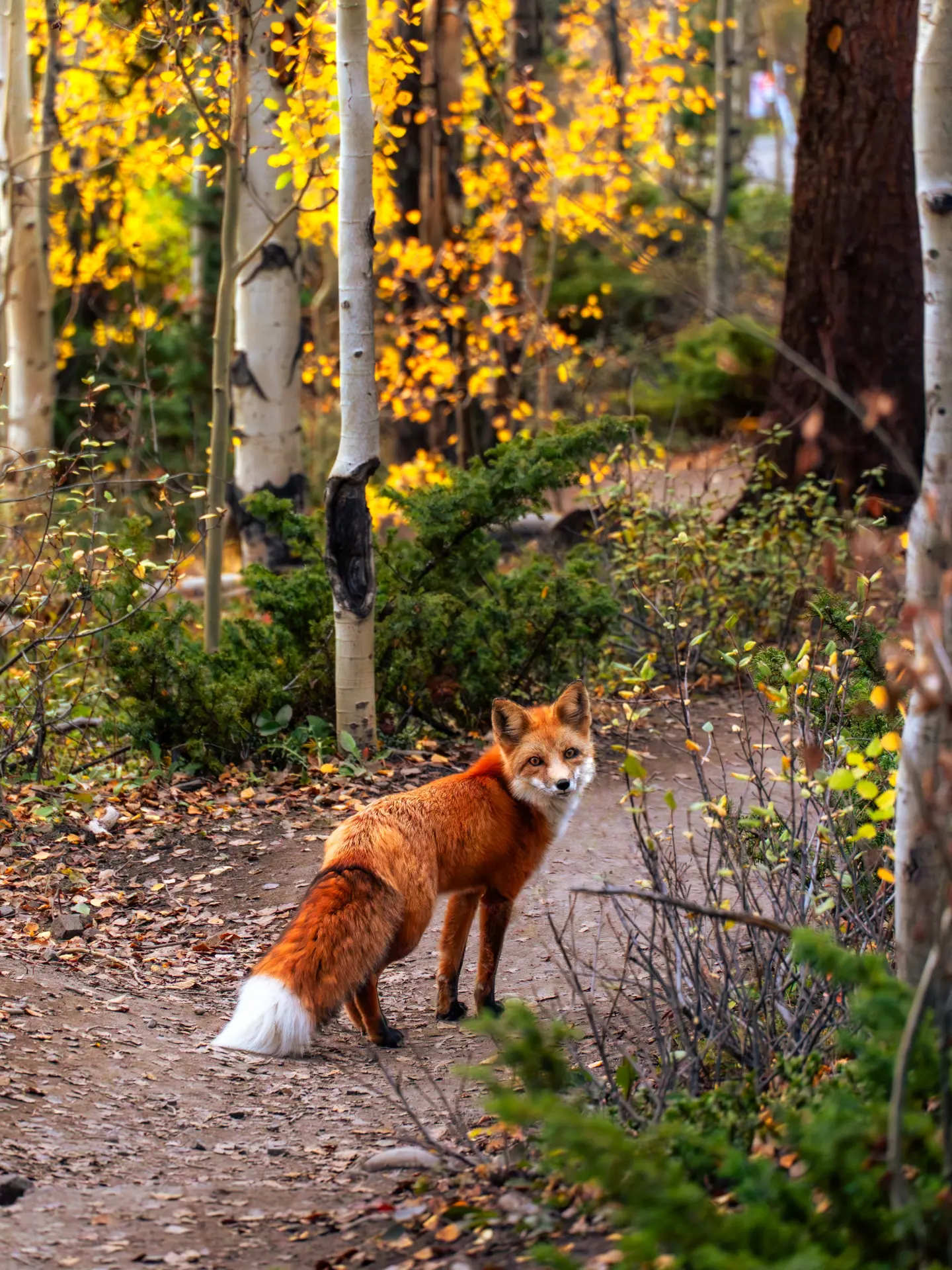 fox 180