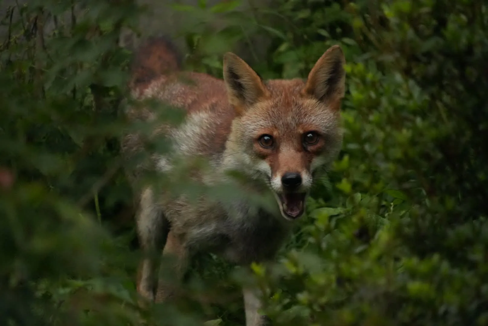 fox 181
