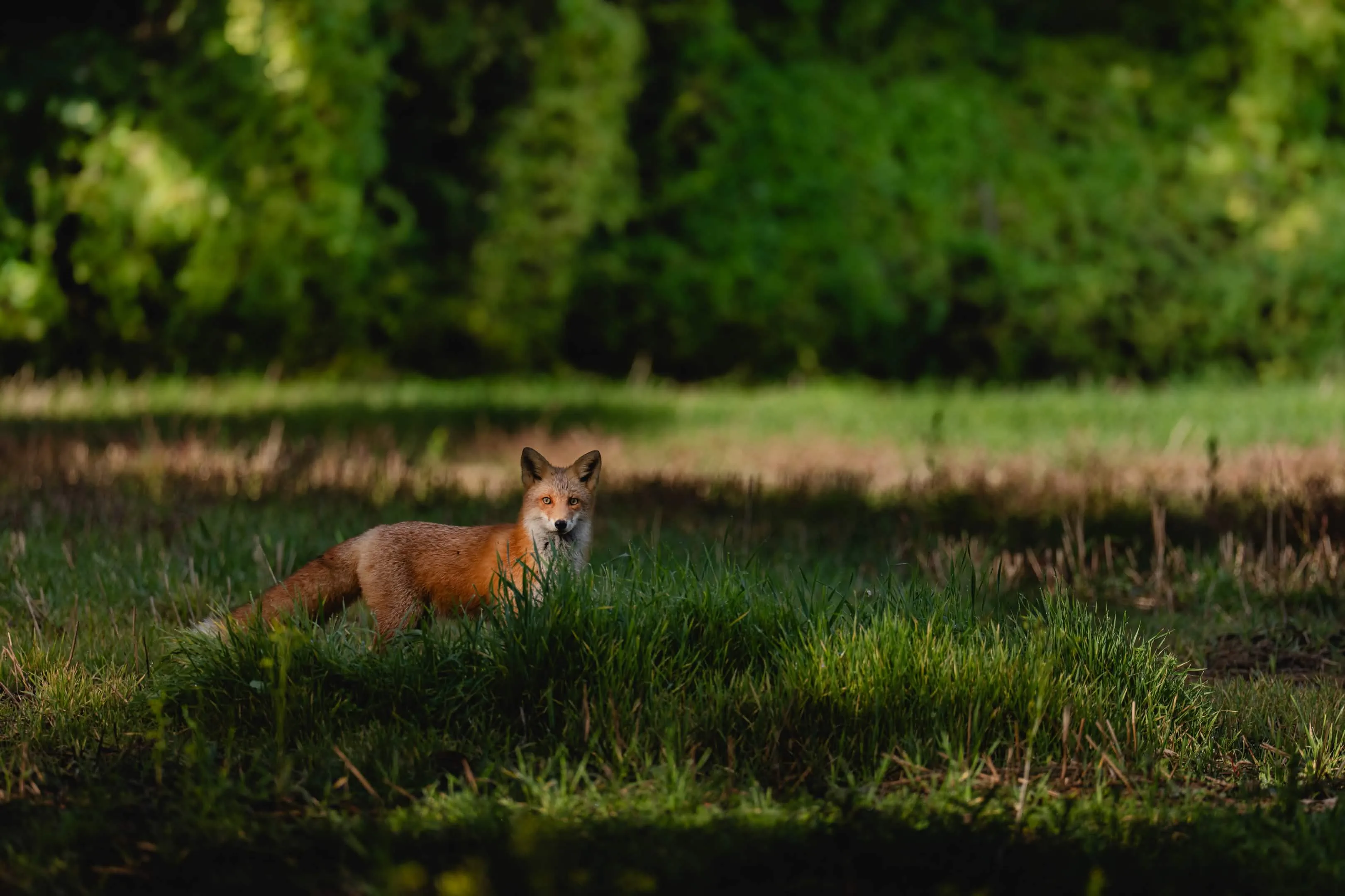 fox 182