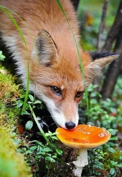 fox 184