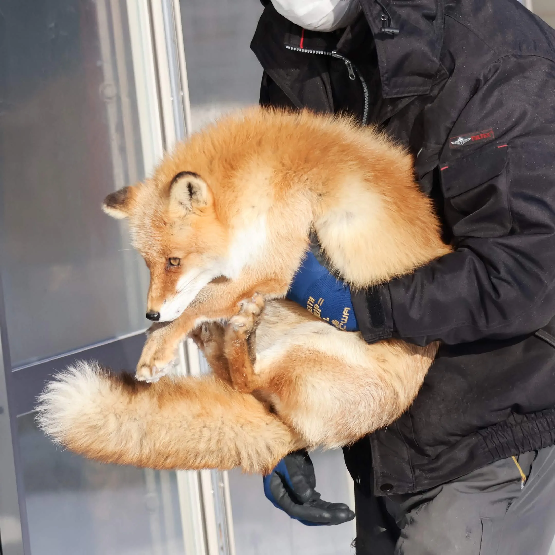 fox 185