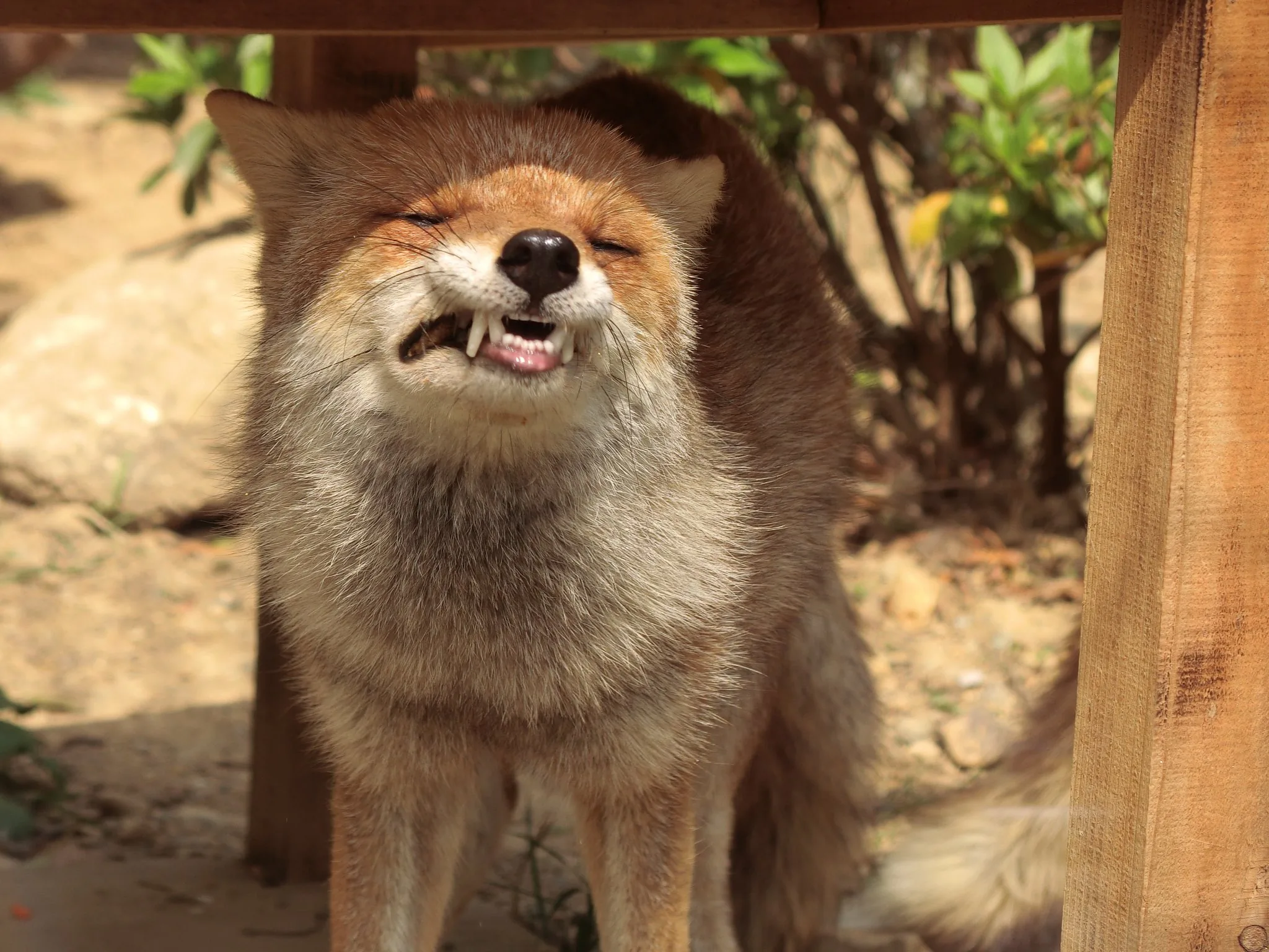 fox 186