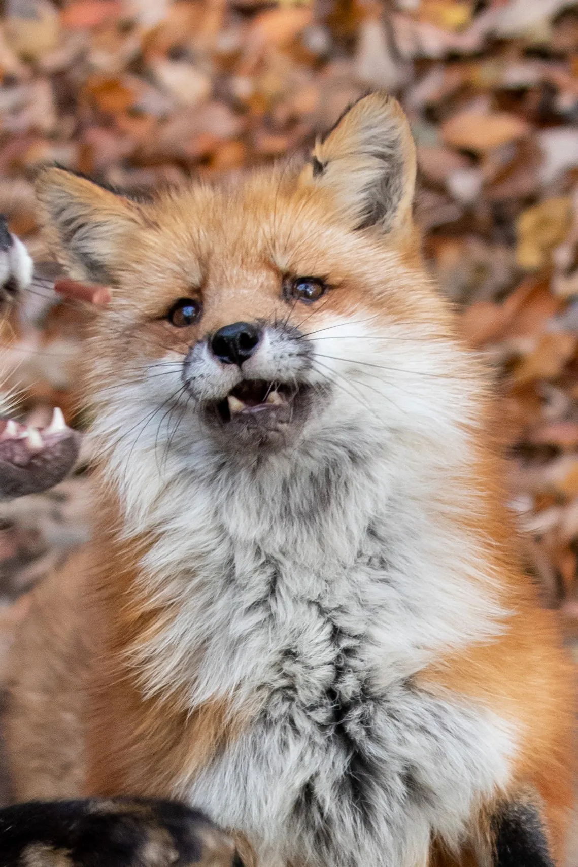 fox 187