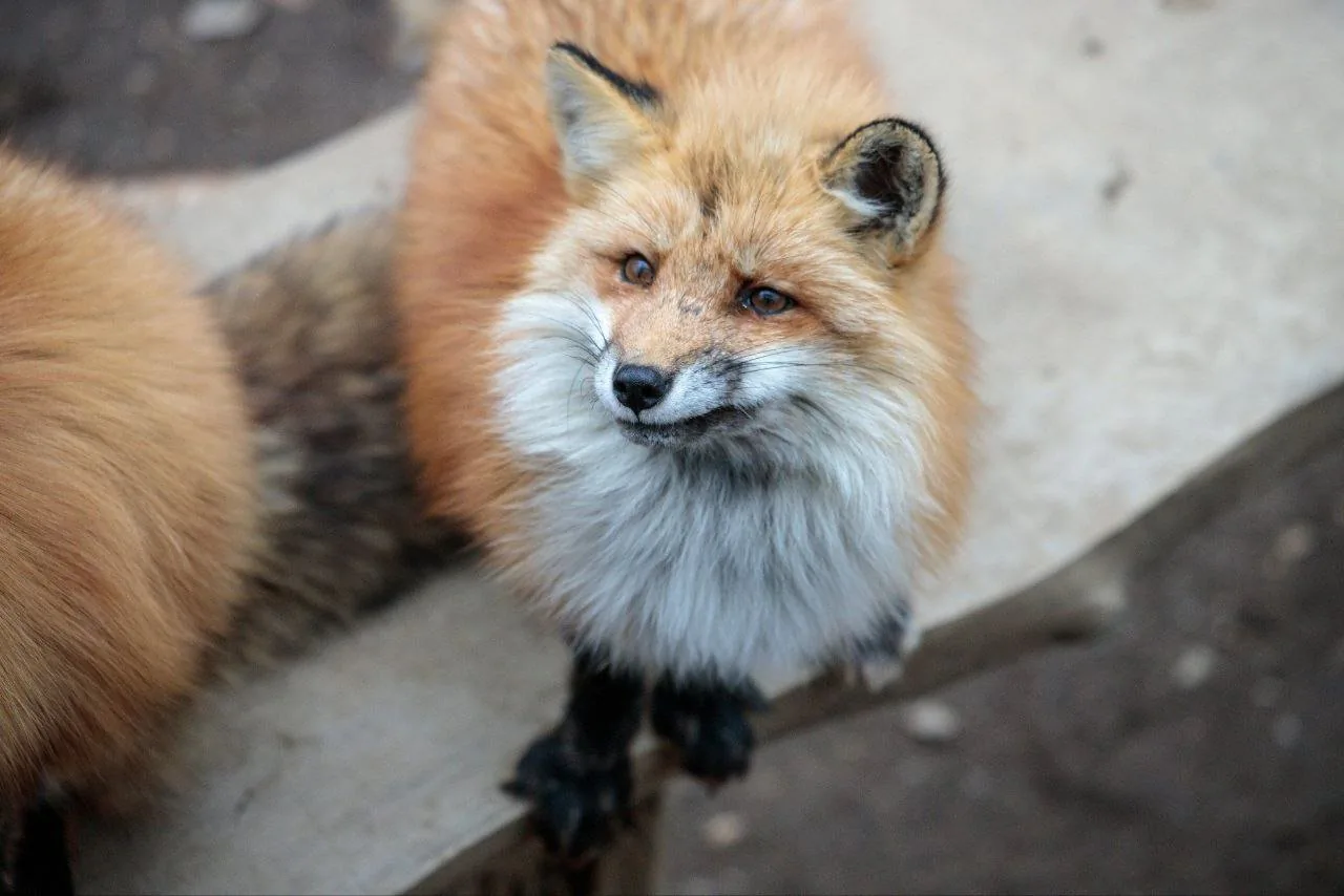 fox 188
