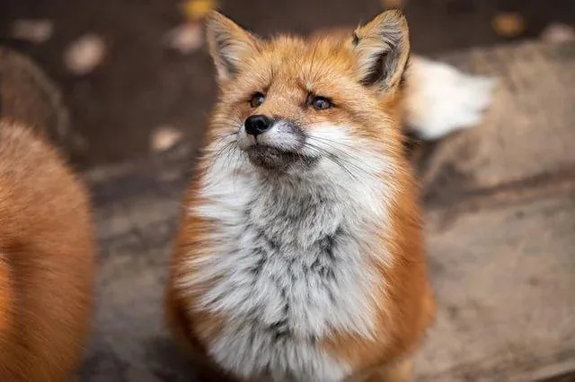 fox 189